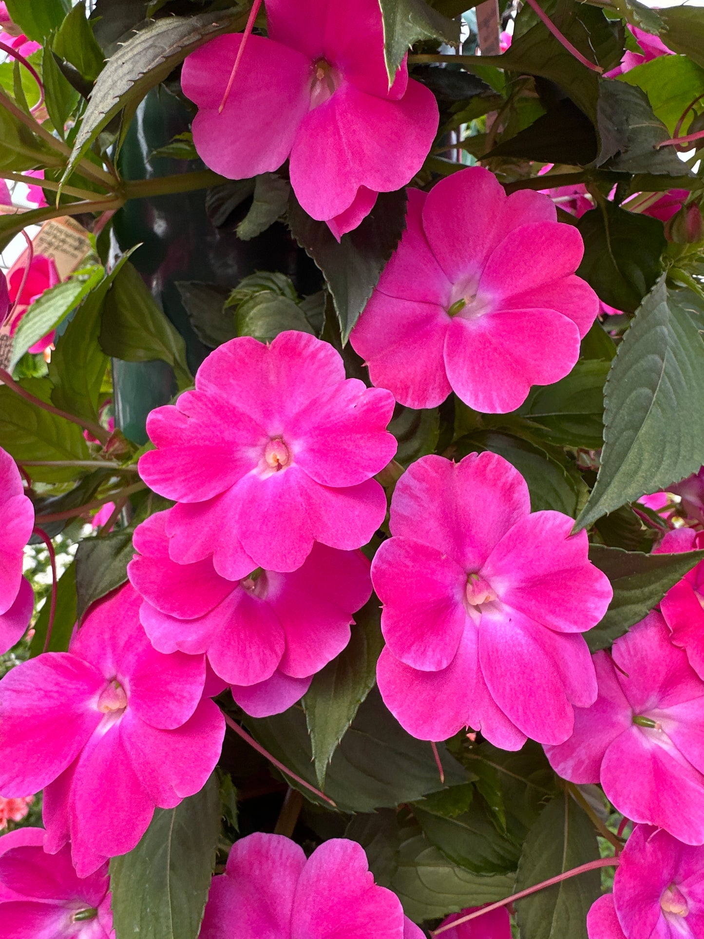 SUNPATIENS COMPACT HOT PINK - FLOWER BAG