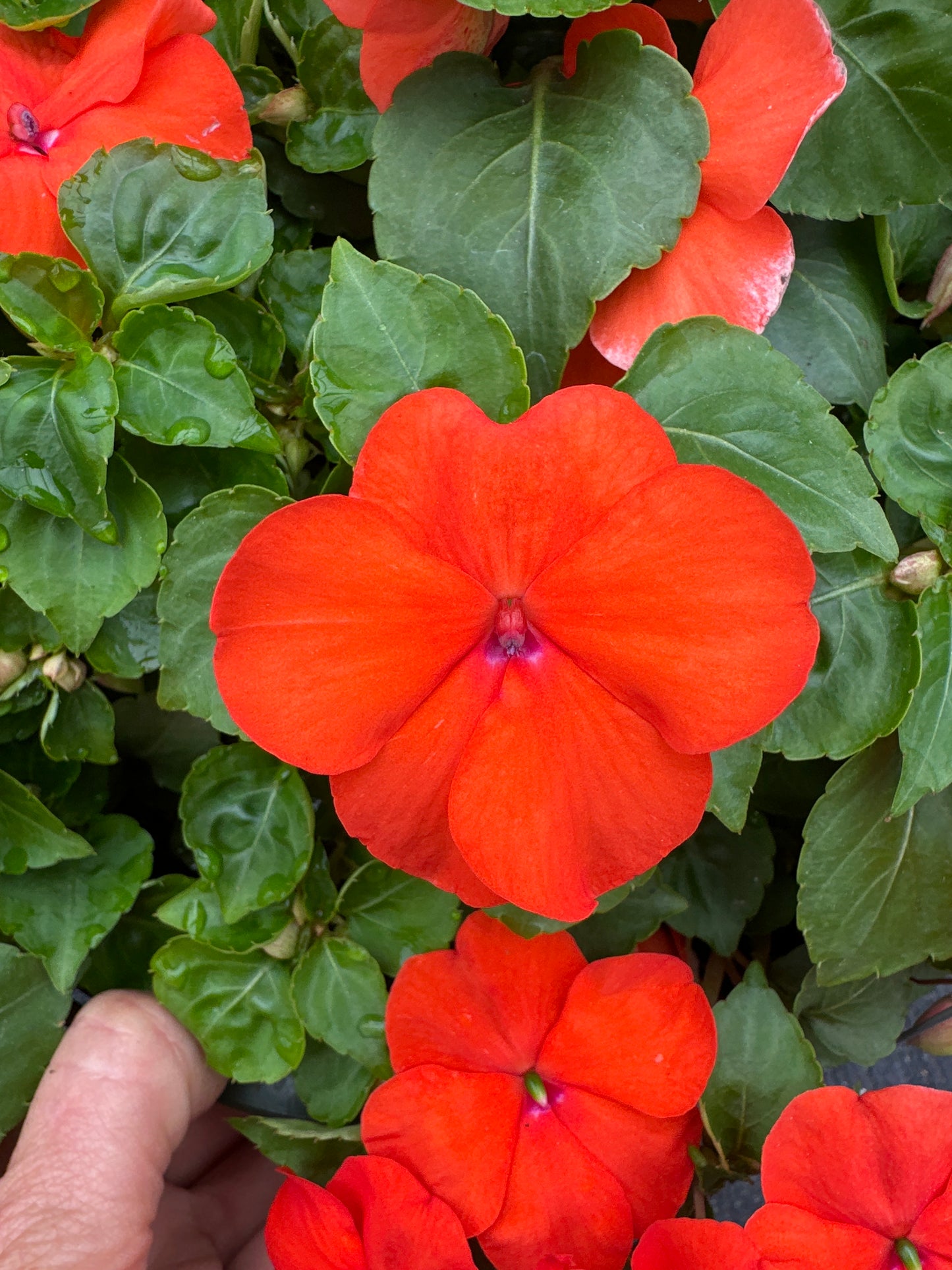 IMPATIENS BEACON ORANGE - 10" HANGING BASKET