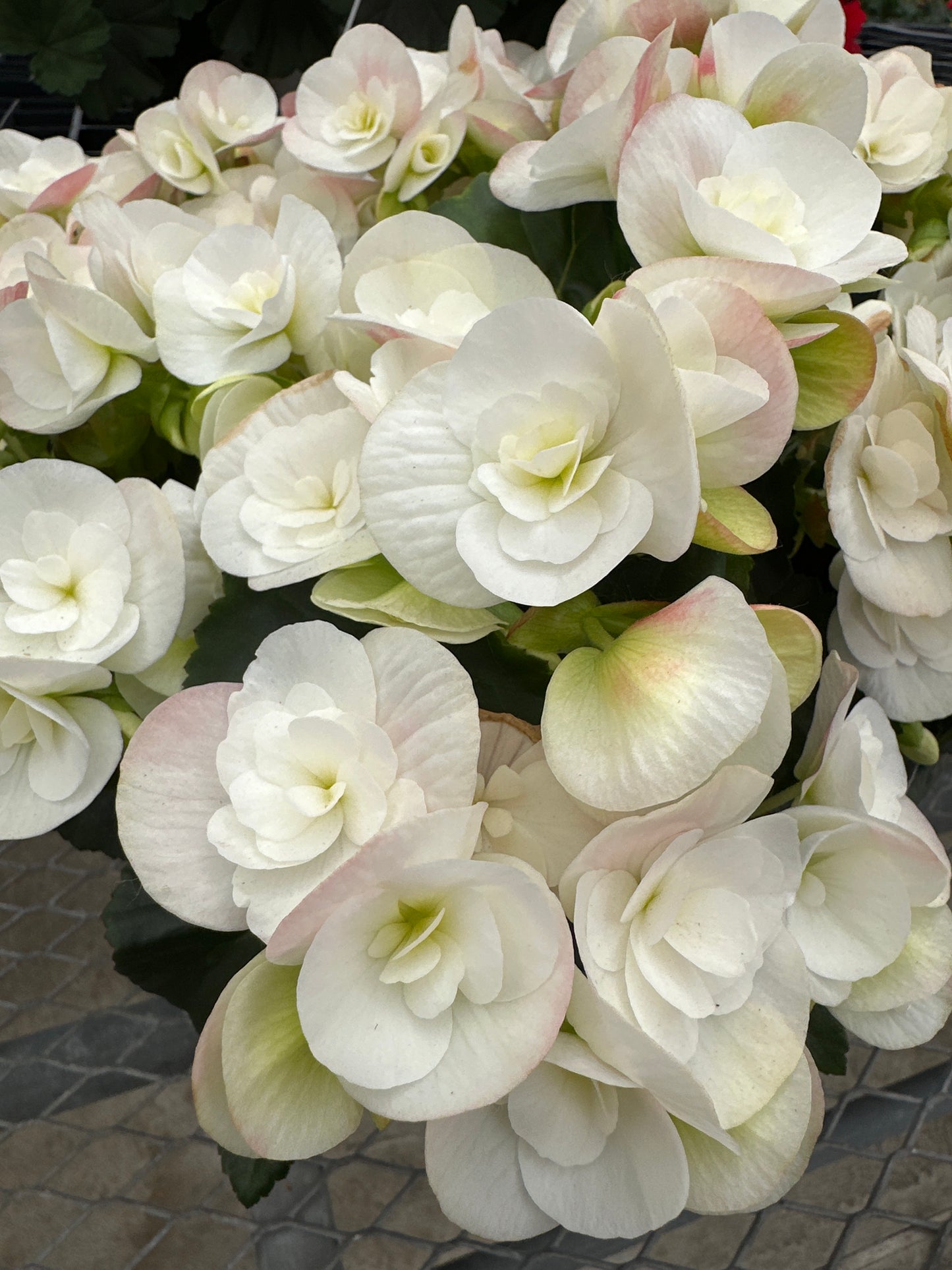 BEGONIA REIGER CLARA - 10" HANGING BASKET