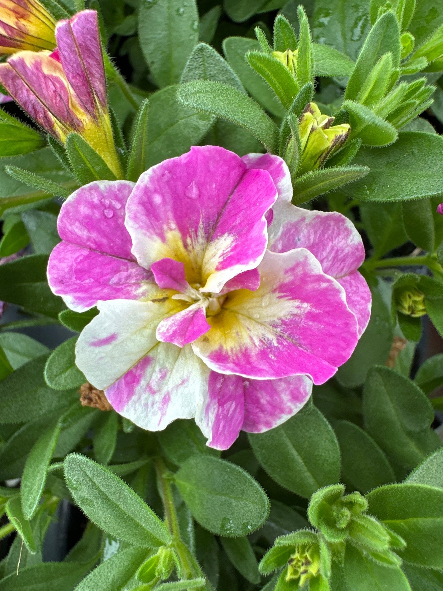 CALIBRACHOA MINIFAMOUS UNO FUNTOPIA PINK - 4" POT