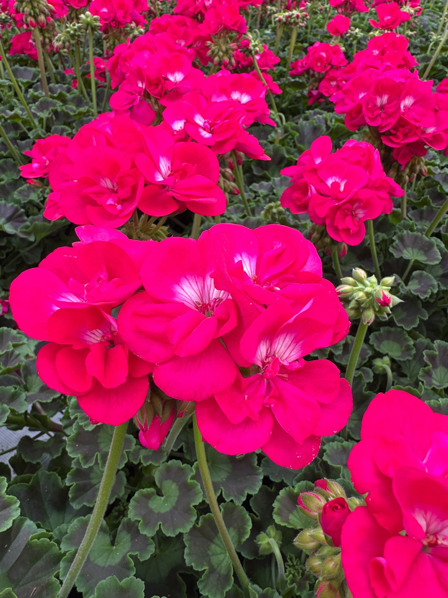 GERANIUM CALLIOPE MEDIUM HOT ROSE - 4" POT