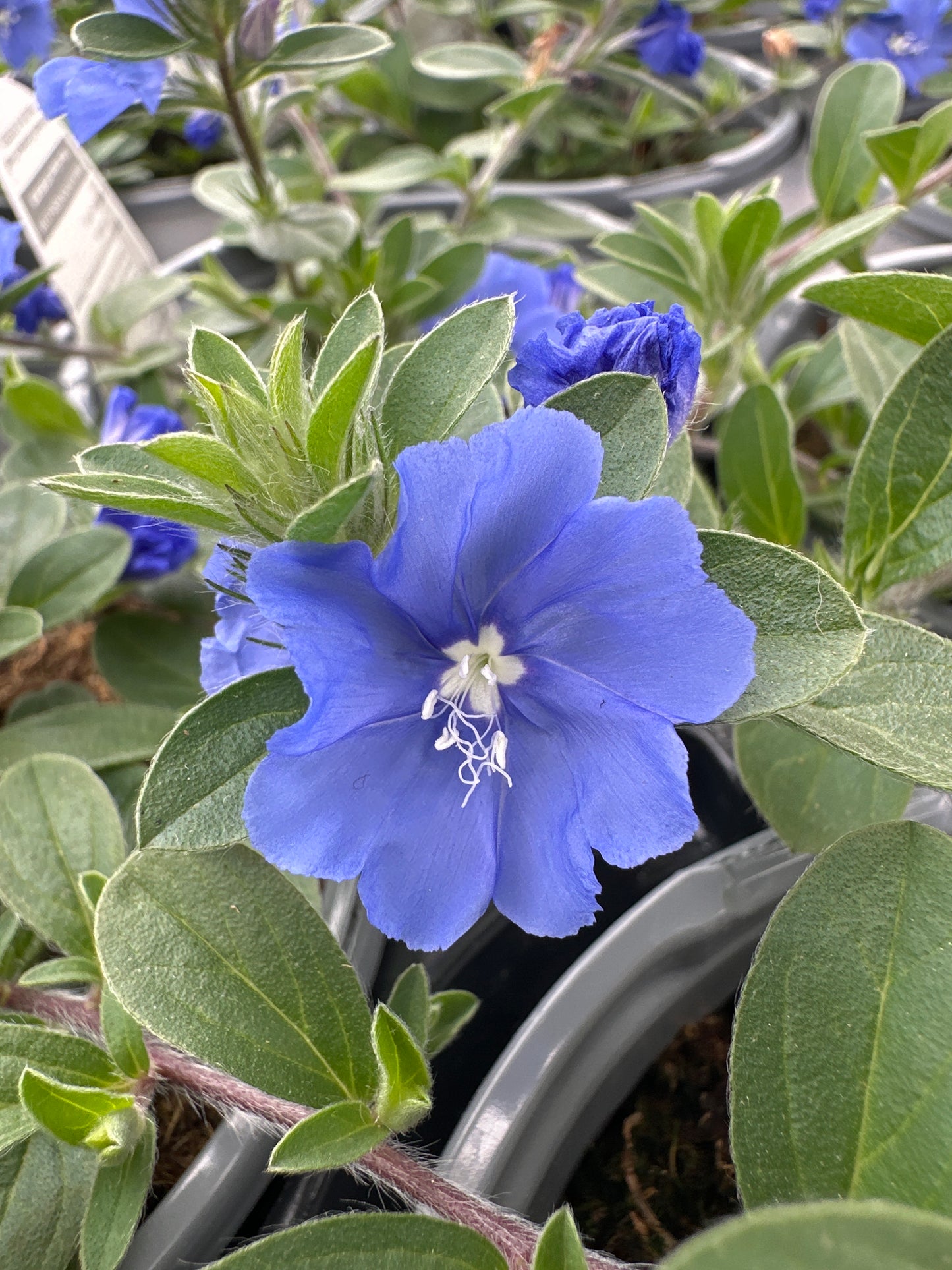 EVOLVULUS BLUE MY MIND XL - QUART POT