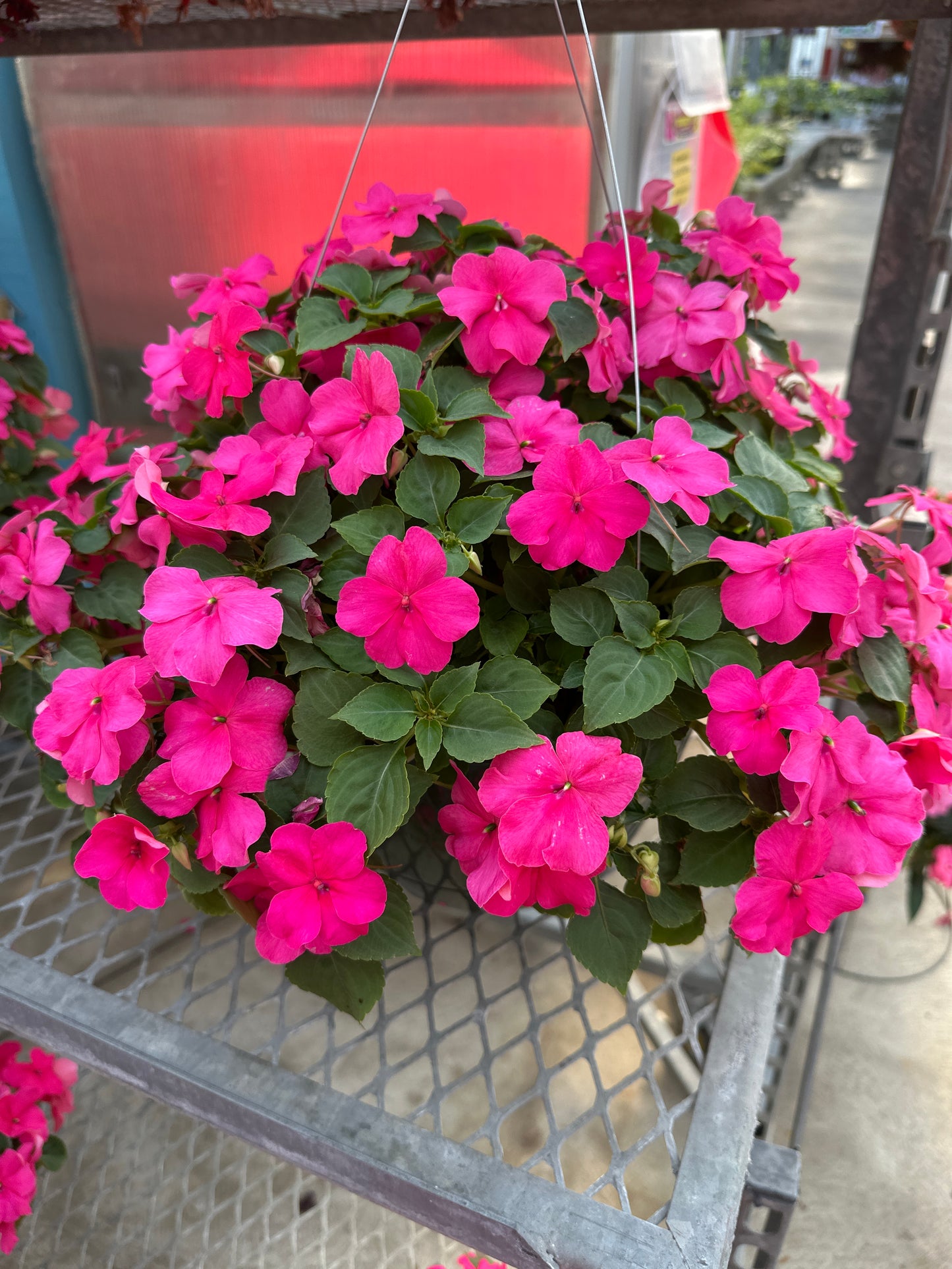 IMPATIENS BEACON ROSE - 10" HANGING BASKET