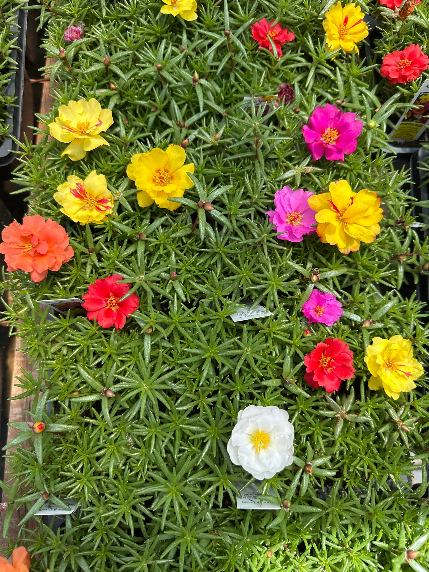PORTULACA HAPPY HOUR MIX - FLAT OF 48 PLANTS