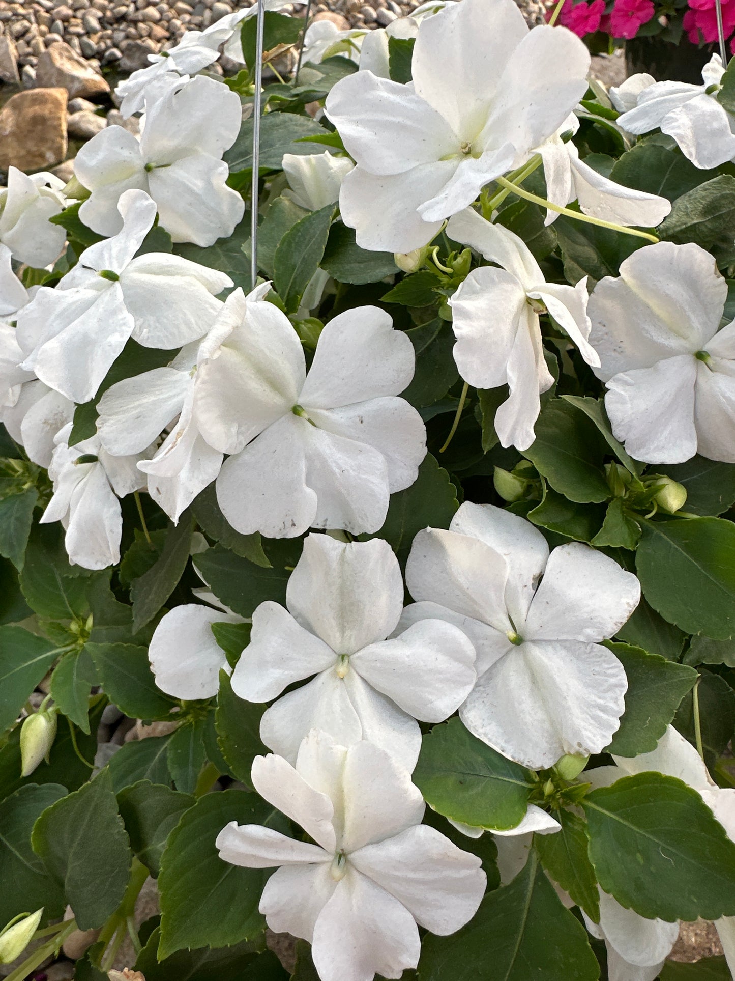 IMPATIENS BEACON WHITE - 10'' HANGING BASKET