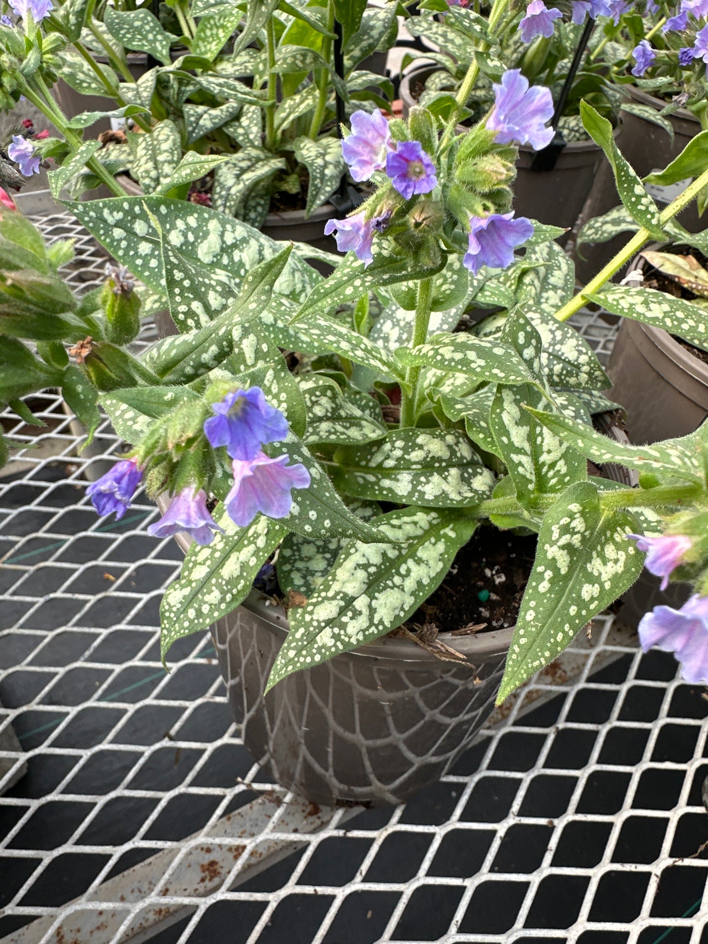 Pulmonaria 'Trevi Fountain'