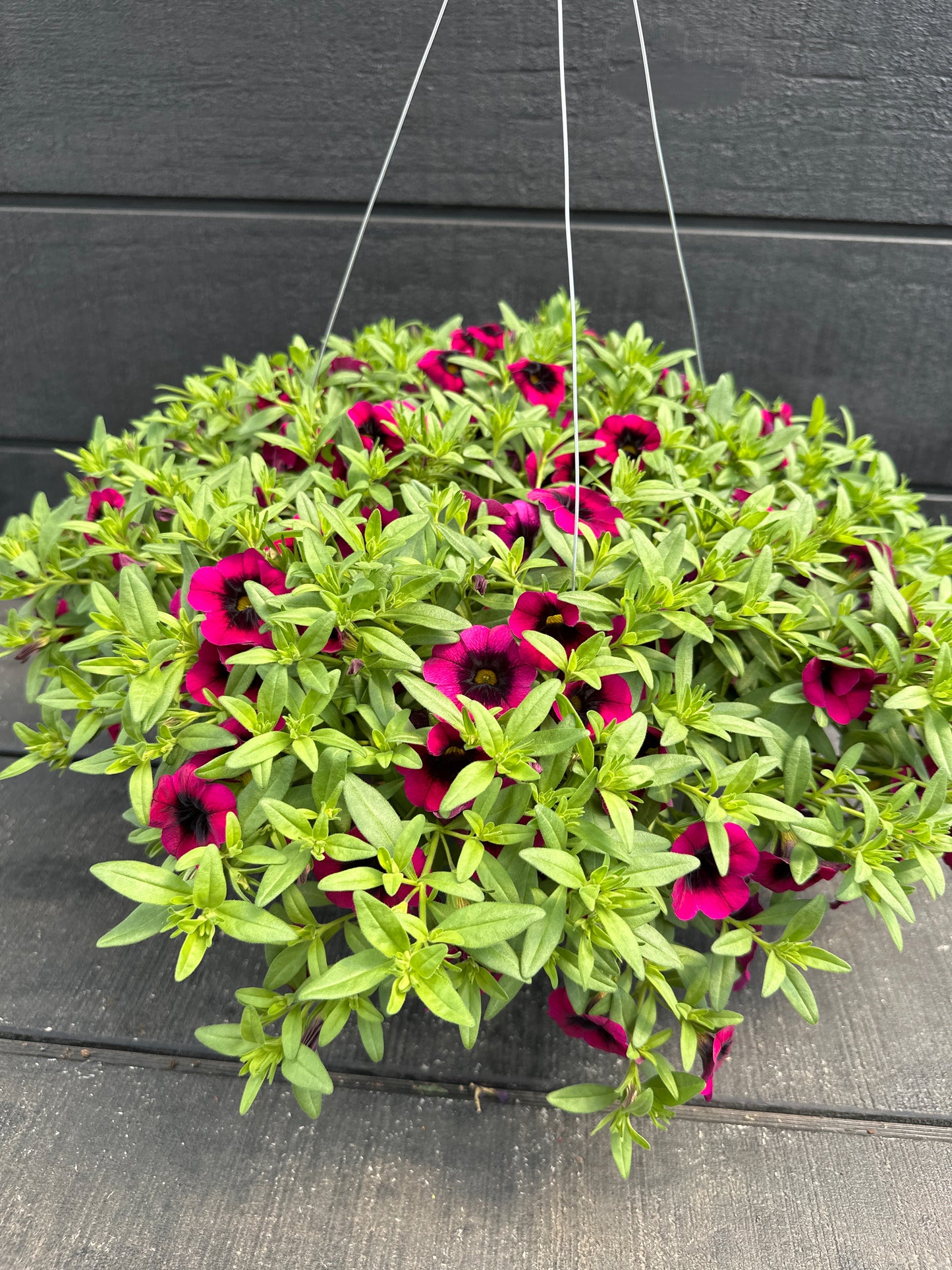 CALIBRACHOA CALILOCO DRACULA - 10'' HANGING BASKET