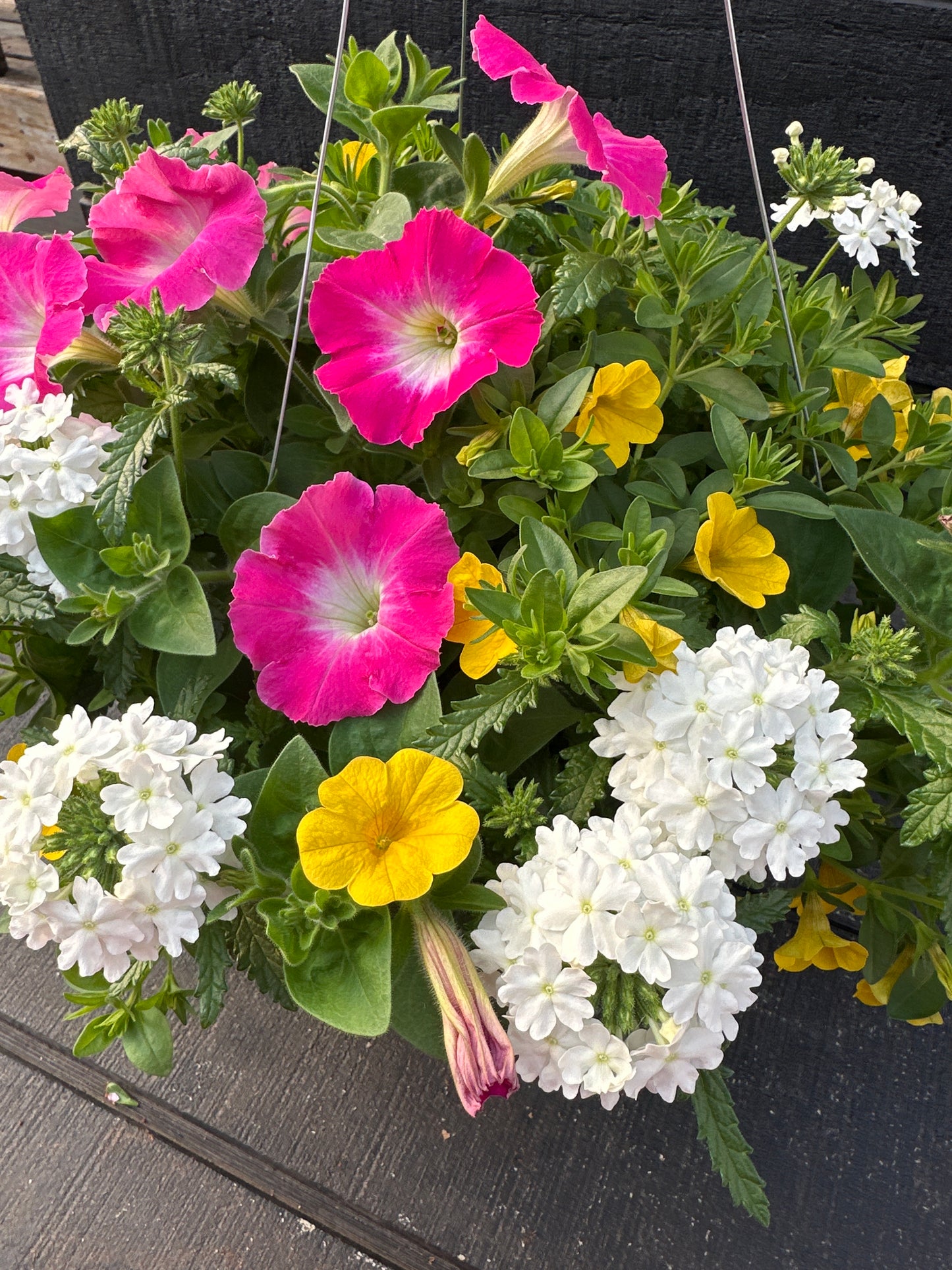 COMBO PARADISE SUNRISE - 10'' HANGING BASKET