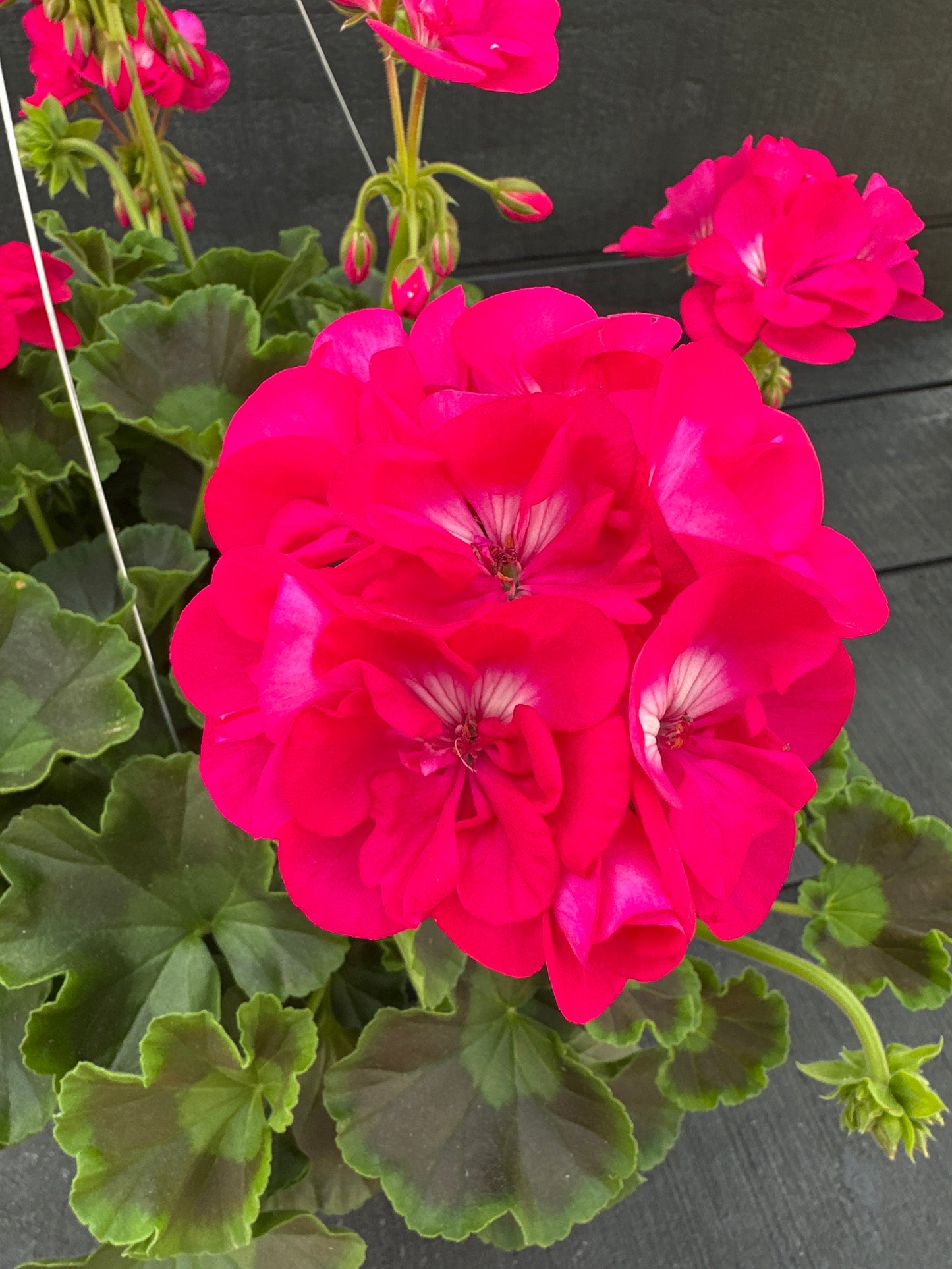 GERANIUM CALLIOPE MEDIUM HOT ROSE - 10" HANGING BASKET