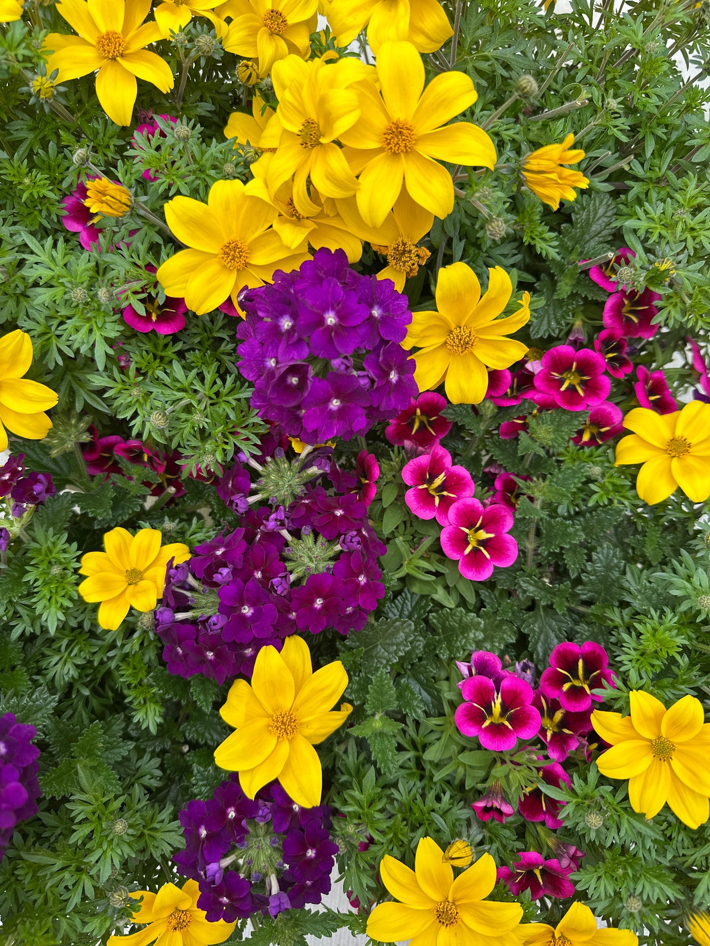 COMBO KISS ME GOOD NIGHT - 6" POT