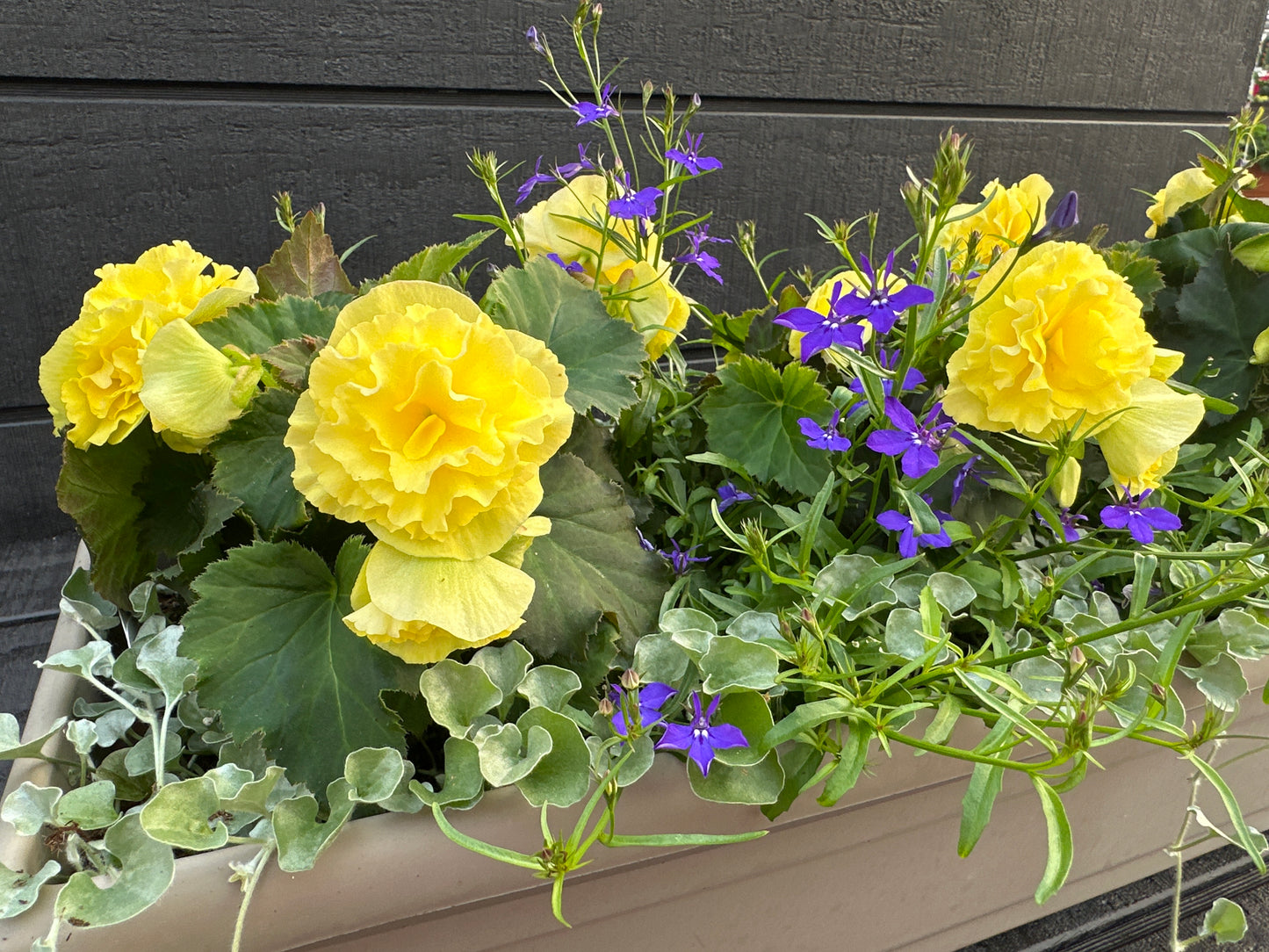 COMBO #15 - 24" WINDOW BOX