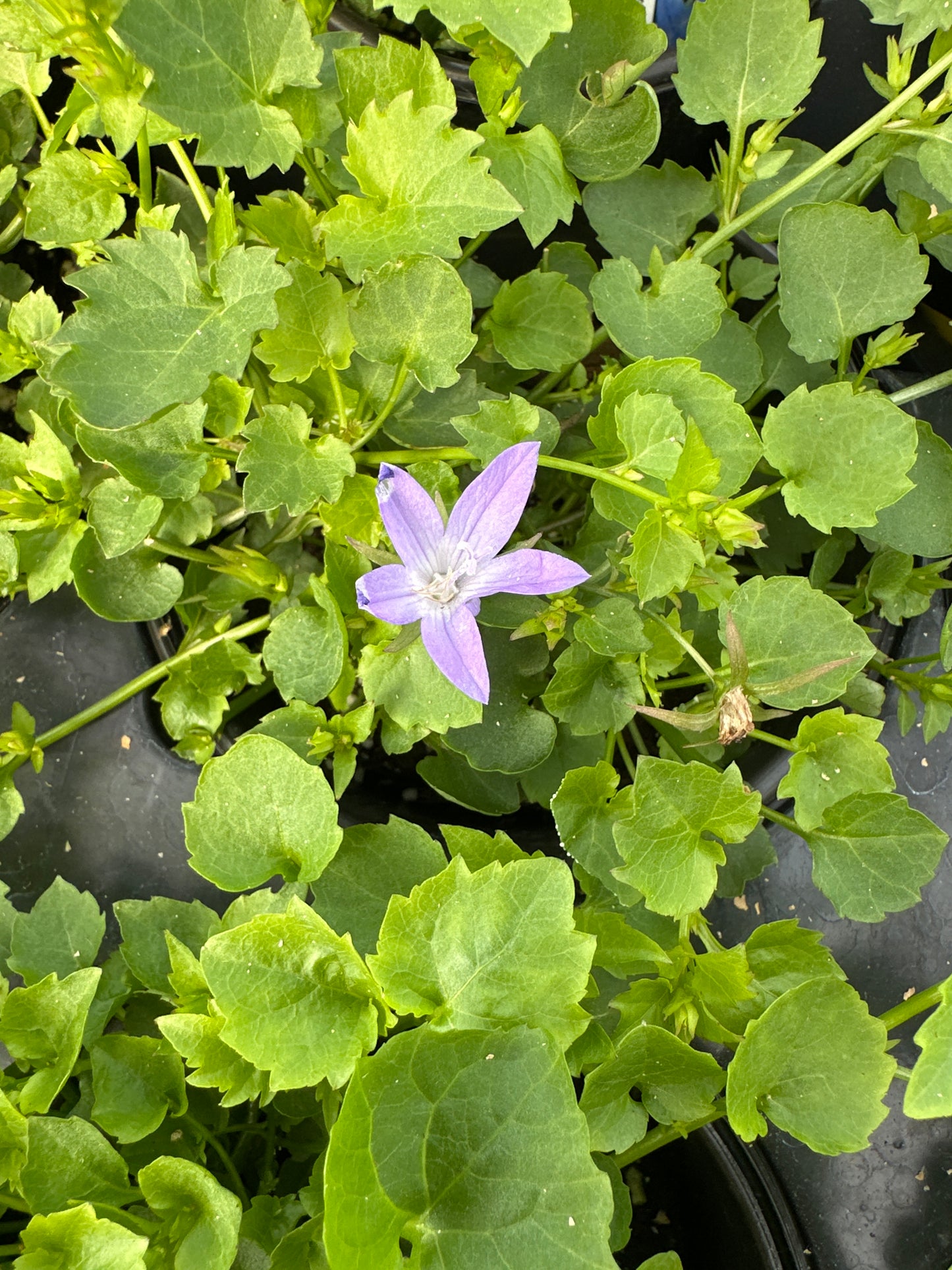 CAMPANULA BLUE WATERFALL BELLFLOWER - QUART POT