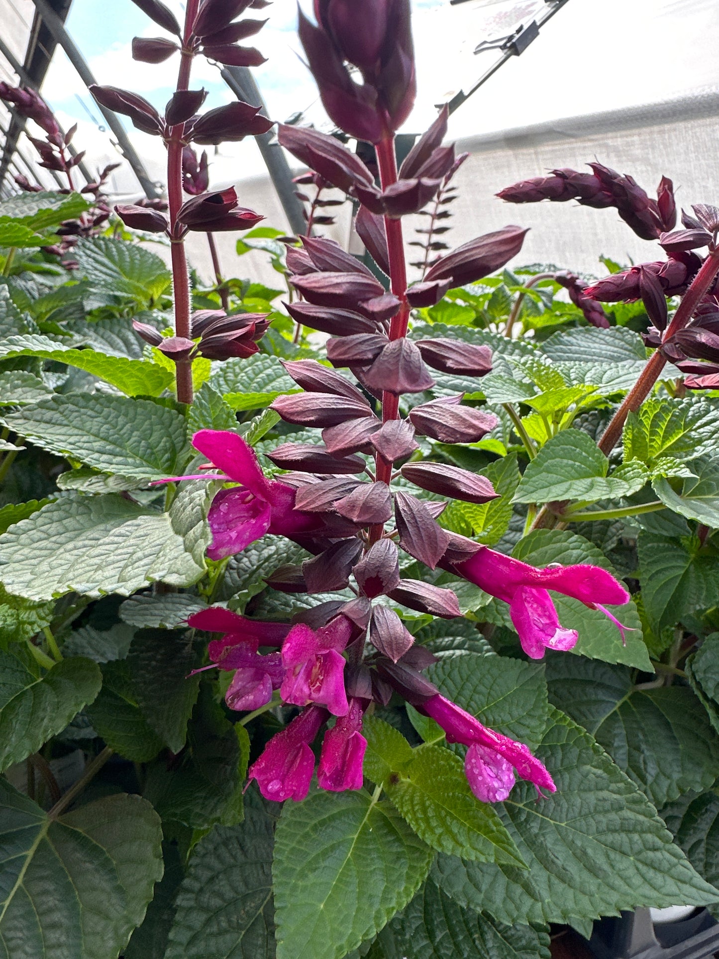 SALVIA UNPLUGGED PINK - QUART POT