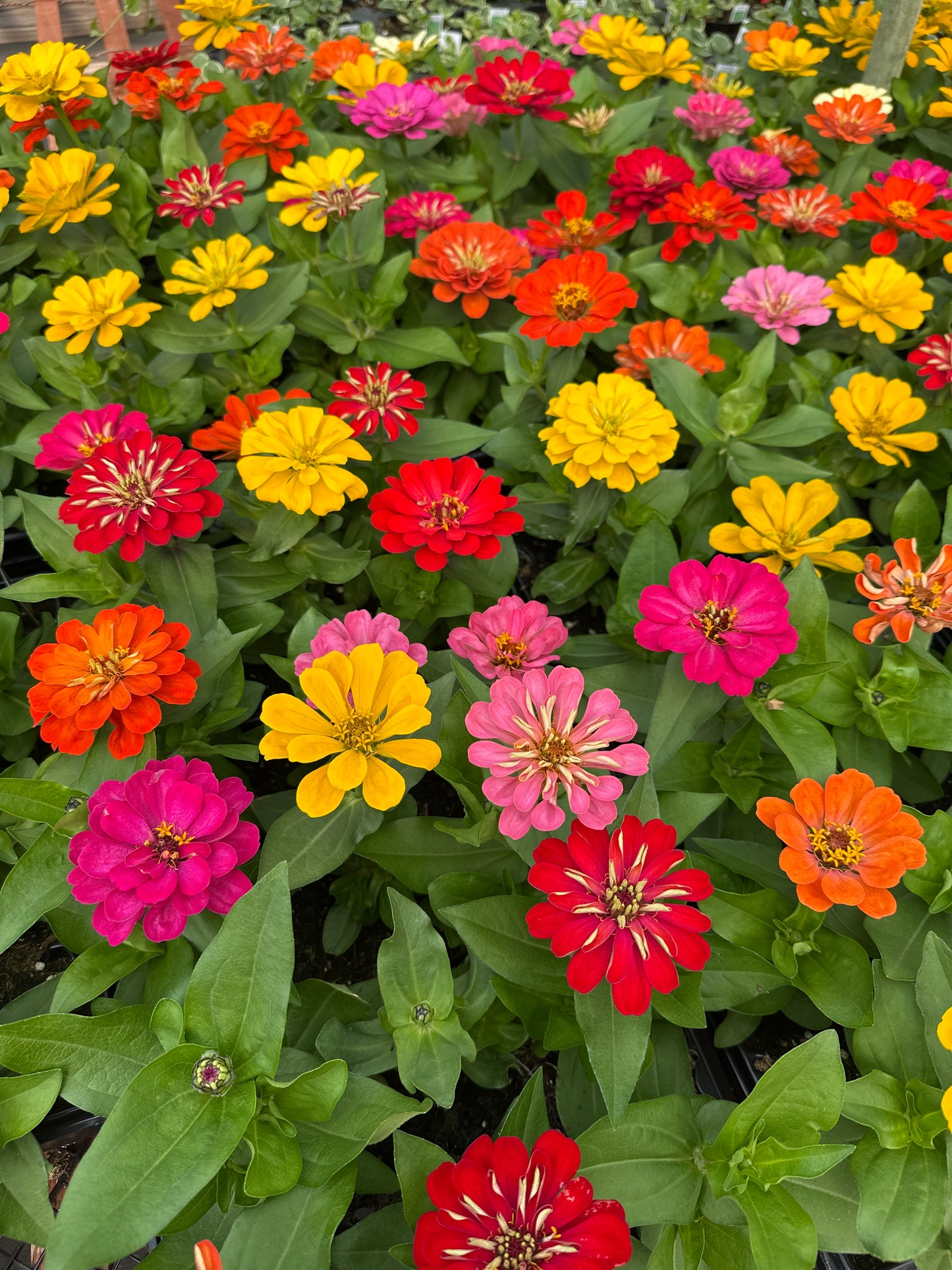 ZINNIA DREAMLAND MIXED - 6'' POT