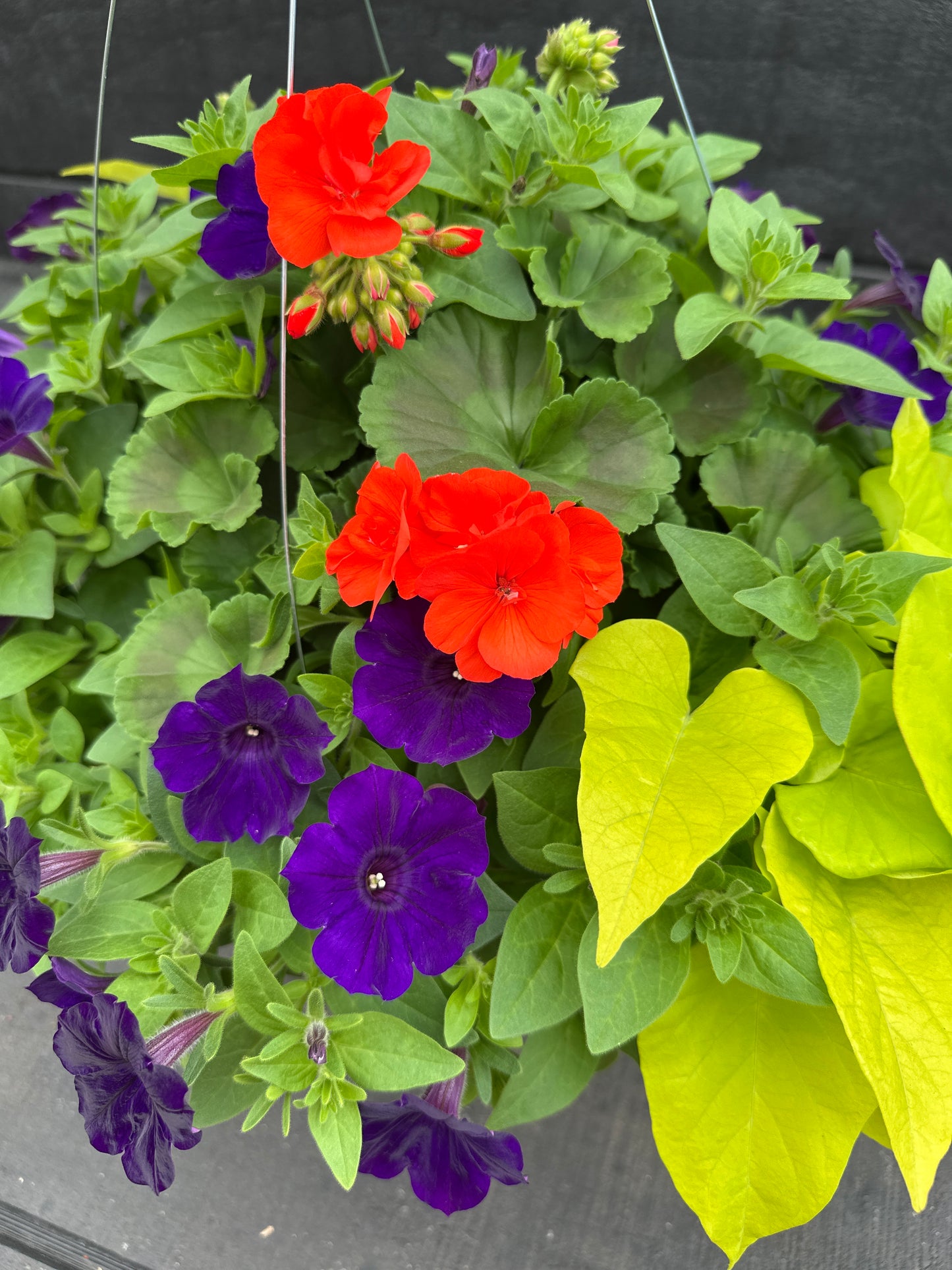 BASKET #54 - 12'' HANGING BASKET