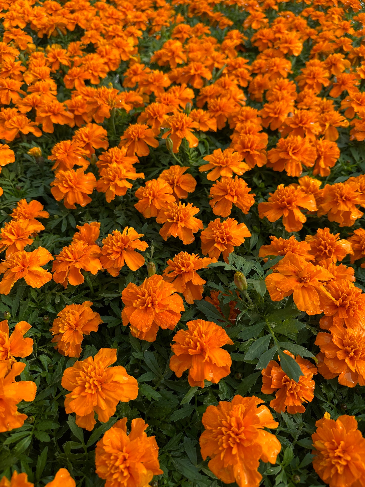 MARIGOLD BONANZA ORANGE - FLAT OF 48 PLANTS