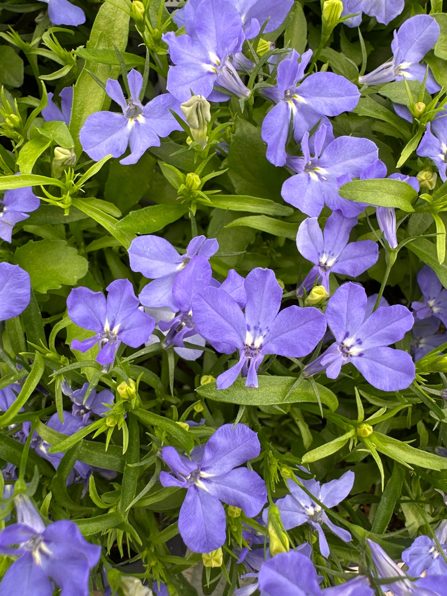 LOBELIA REGATTA SKY BLUE - FLAT OF 48 PLANTS