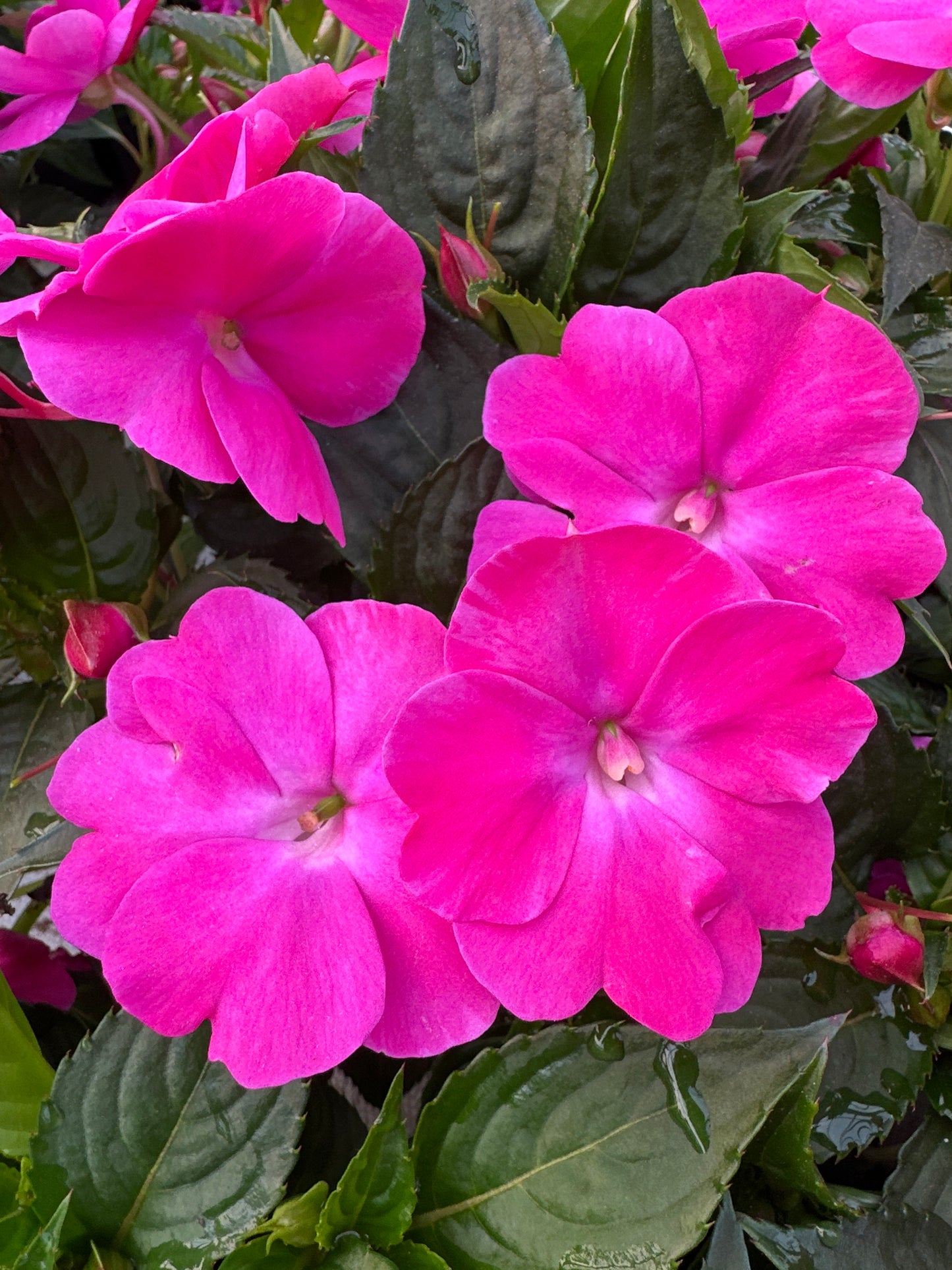 SUNPATIENS COMPACT HOT PINK - JUMBO 6 PACK