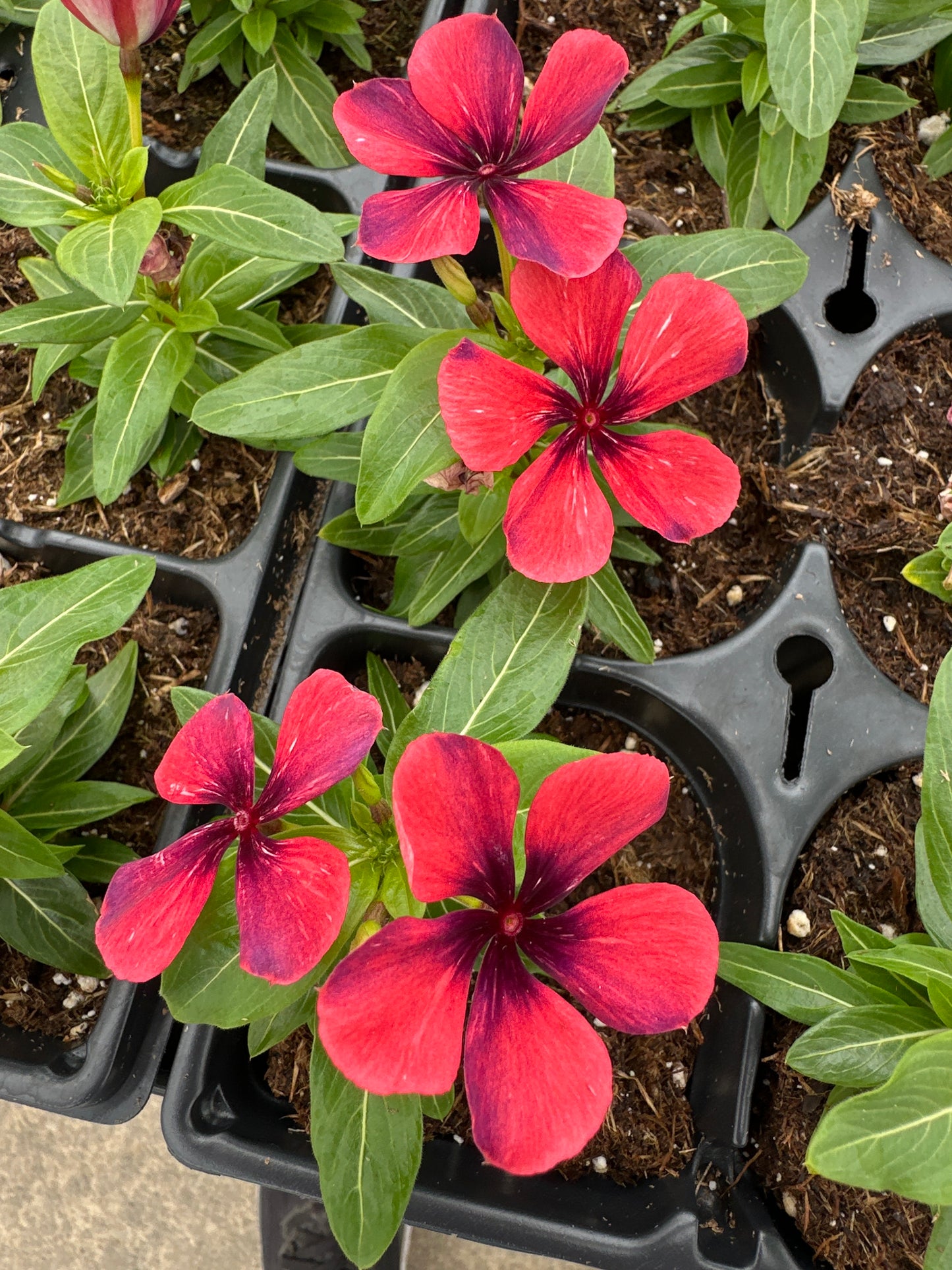 PERIWINKLE VINCA TATTOO PAPAYA - JUMBO 6 PACK