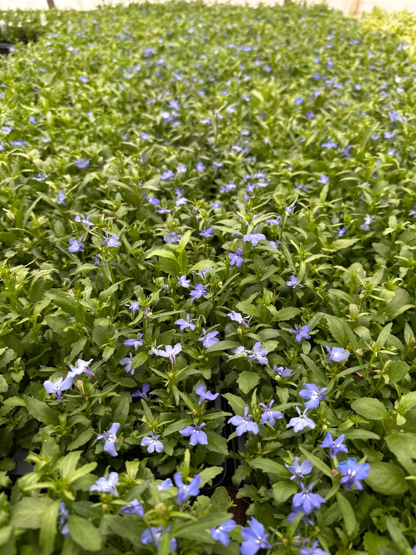 LOBELIA RIVIERA SKY BLUE - FLAT OF 48 PLANTS