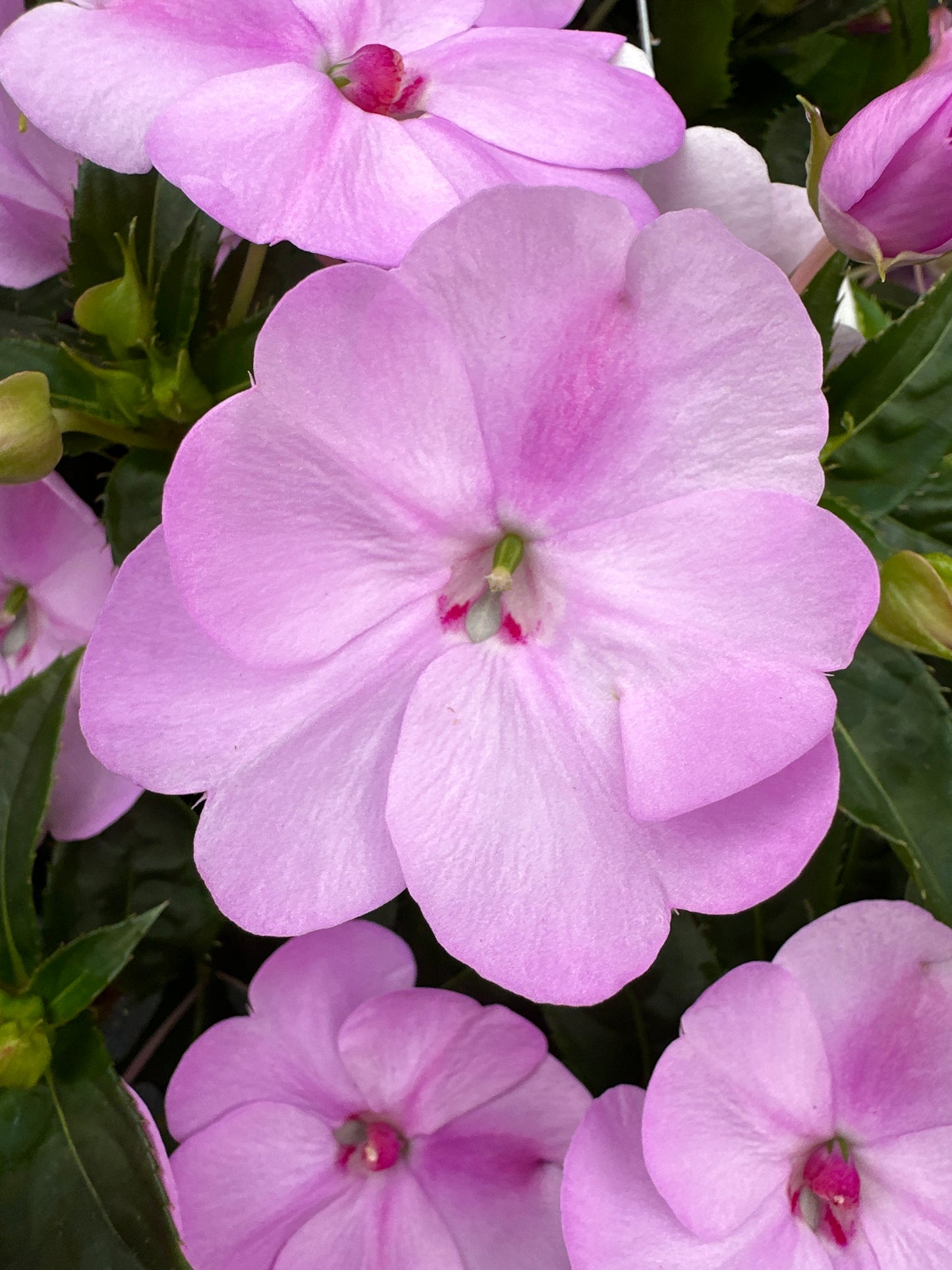 SUNPATIENS COMPACT ORCHID - 10" HANGING BASKET