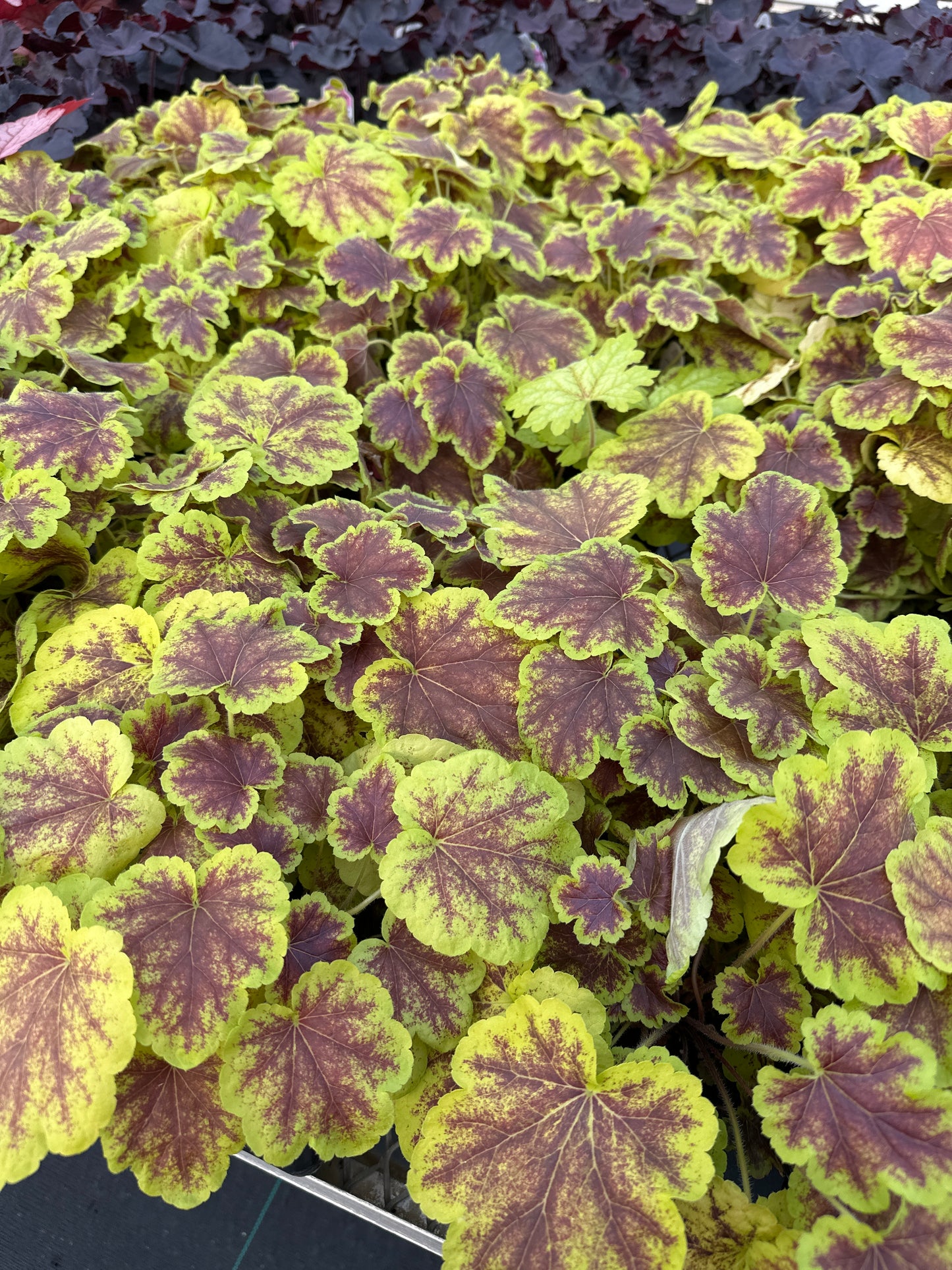 HEUCHERELLA SOLAR ECLIPSE - QUART POT