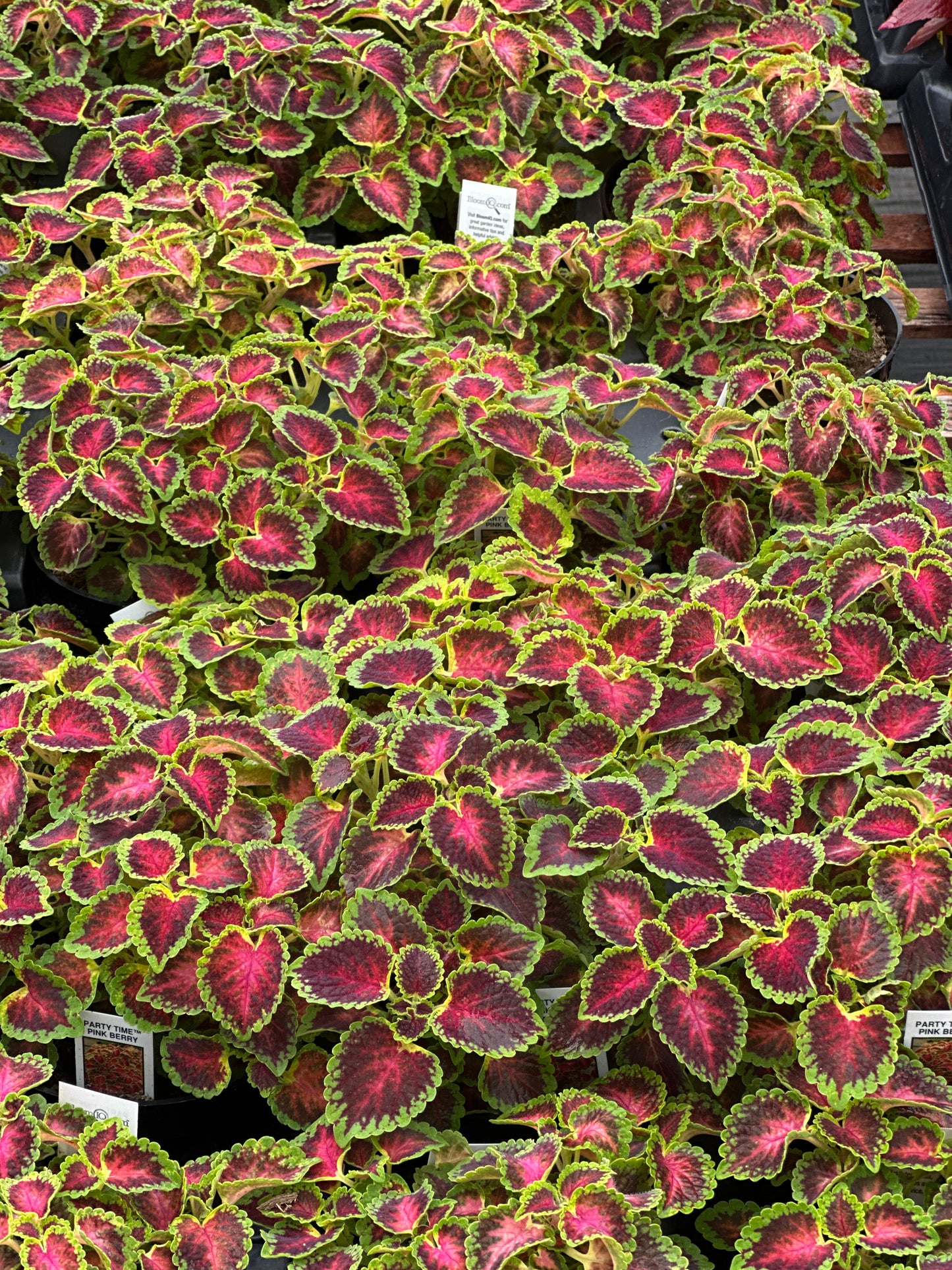 COLEUS PARTYTIME PINK BERRY - 4'' POT
