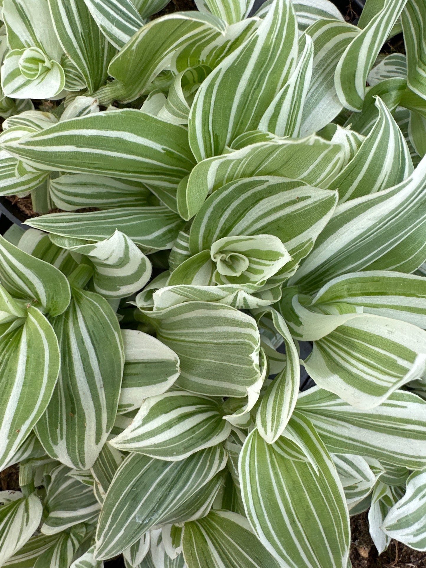 TRADESCANTIA PISTACHIO - 4" POT