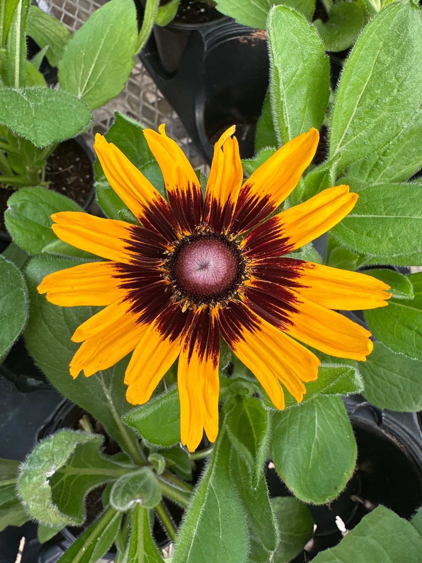 RUDBECKIA SONORA BLACK EYED SUSAN - QUART POT