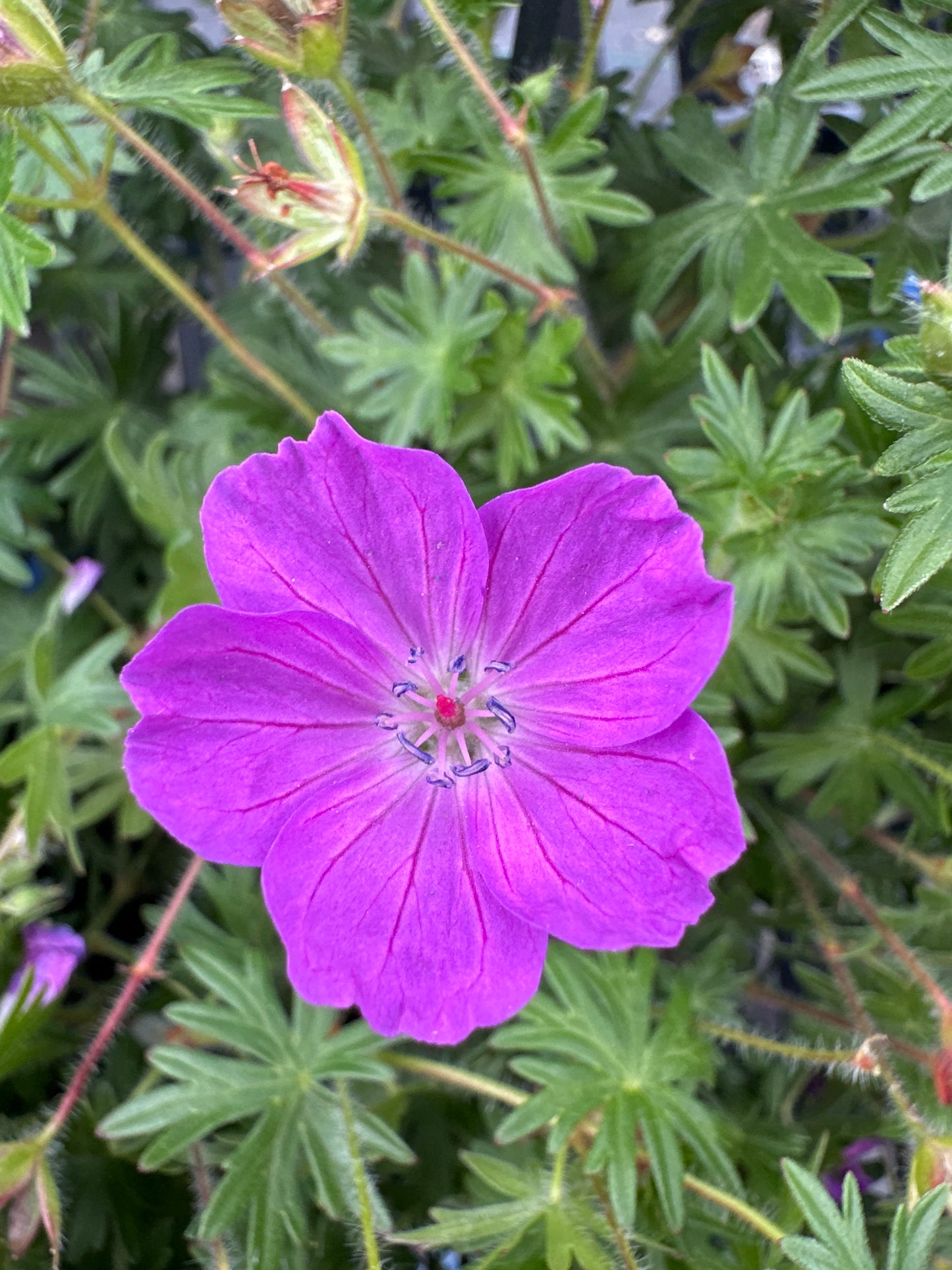 Geranium 'Spiked Punch'™