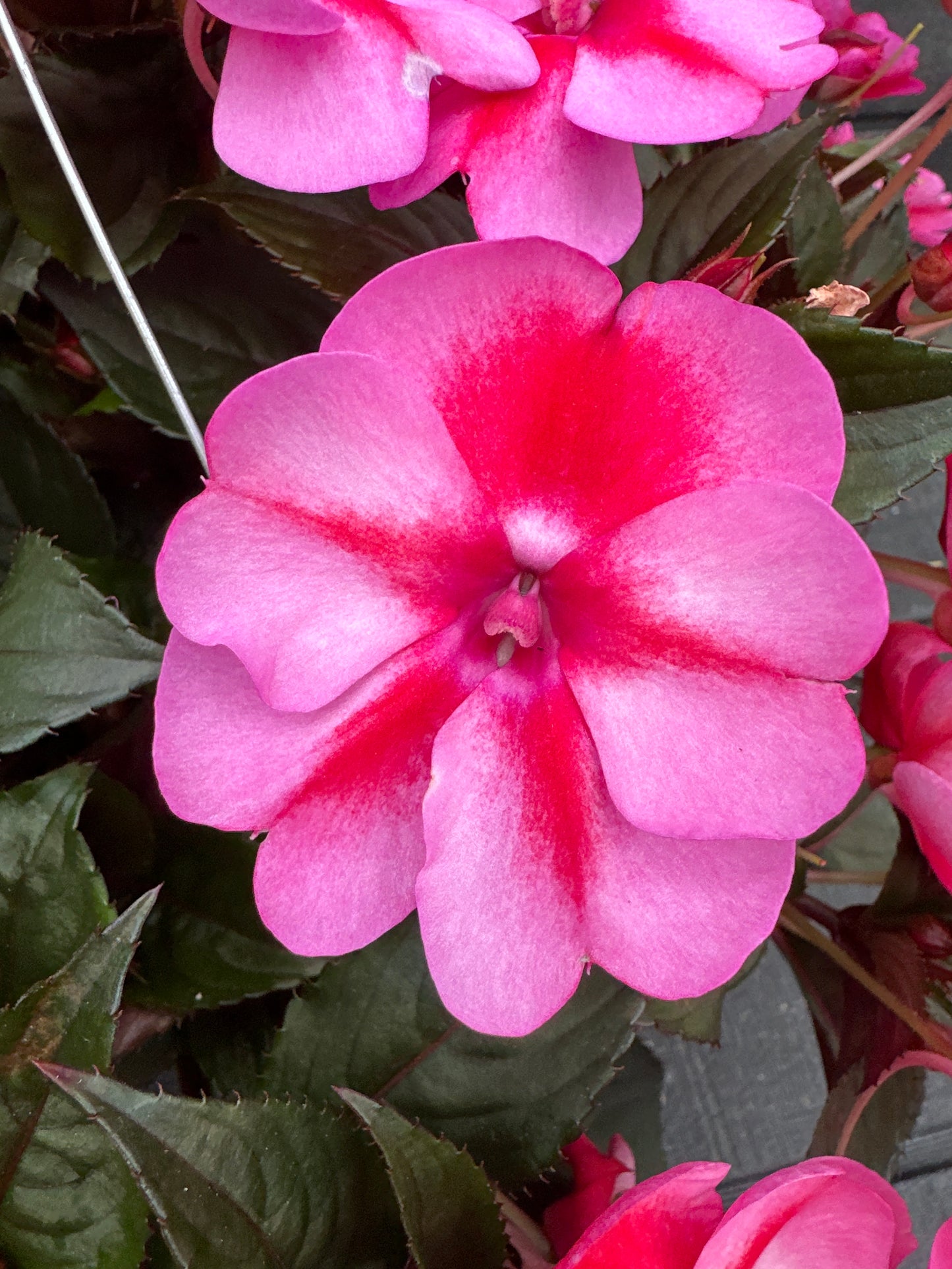 SUNPATIENS COMPACT RED CANDY - 10" HANGING BASKET