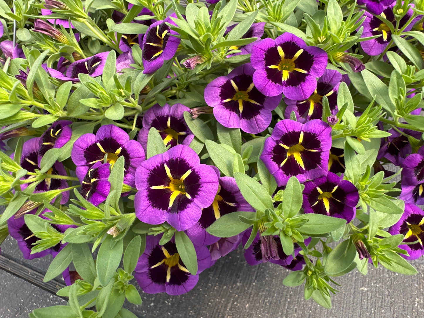 CALIBRACHOA CABARET MIDNIGHT KISS - 10'' HANGING BASKET