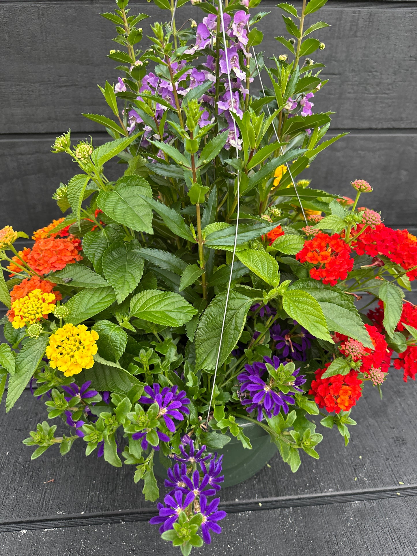 BASKET #85 - 12'' HANGING BASKET