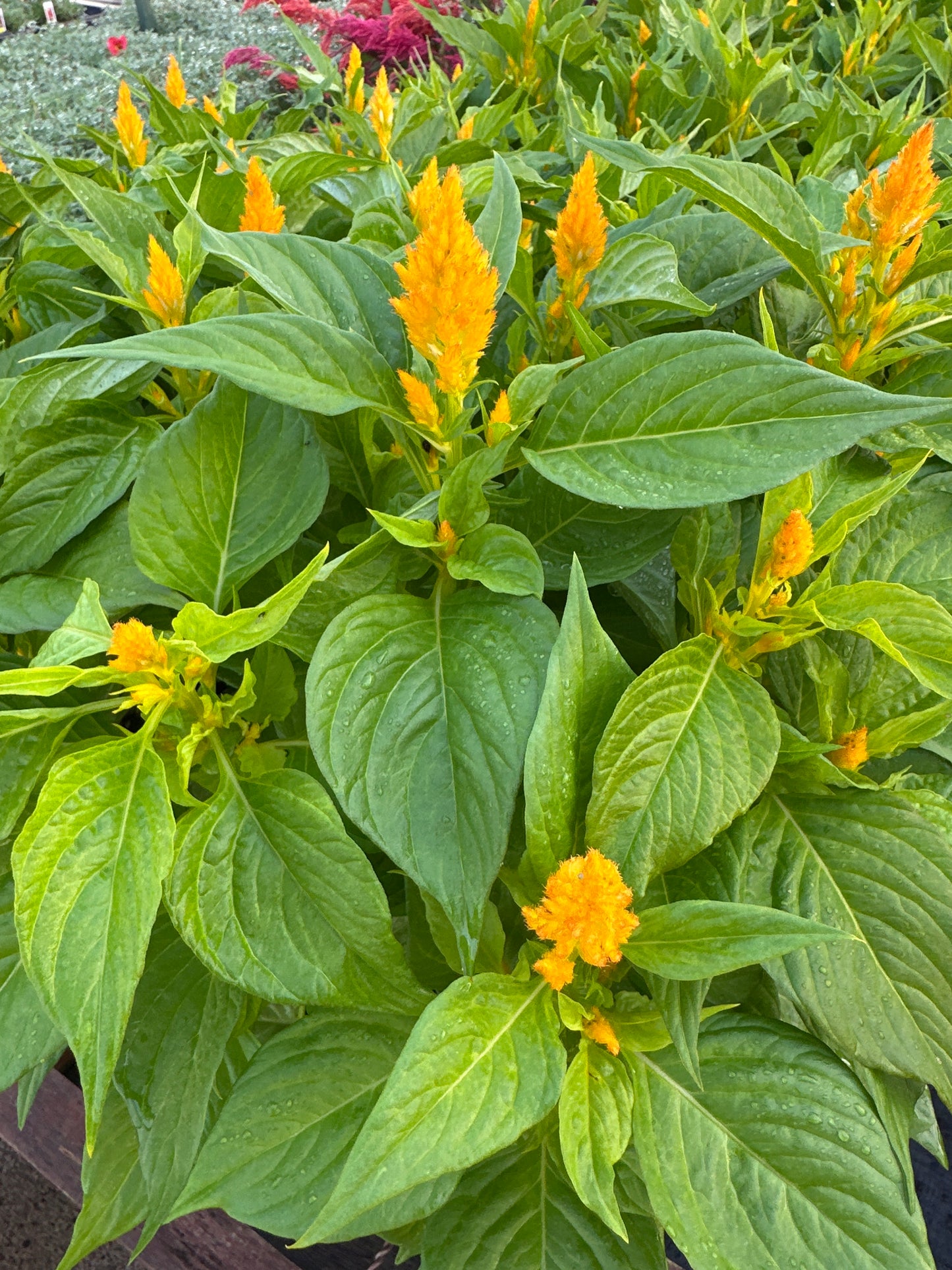 CELOSIA FRESH LOOK GOLD - JUMBO 6 PACK