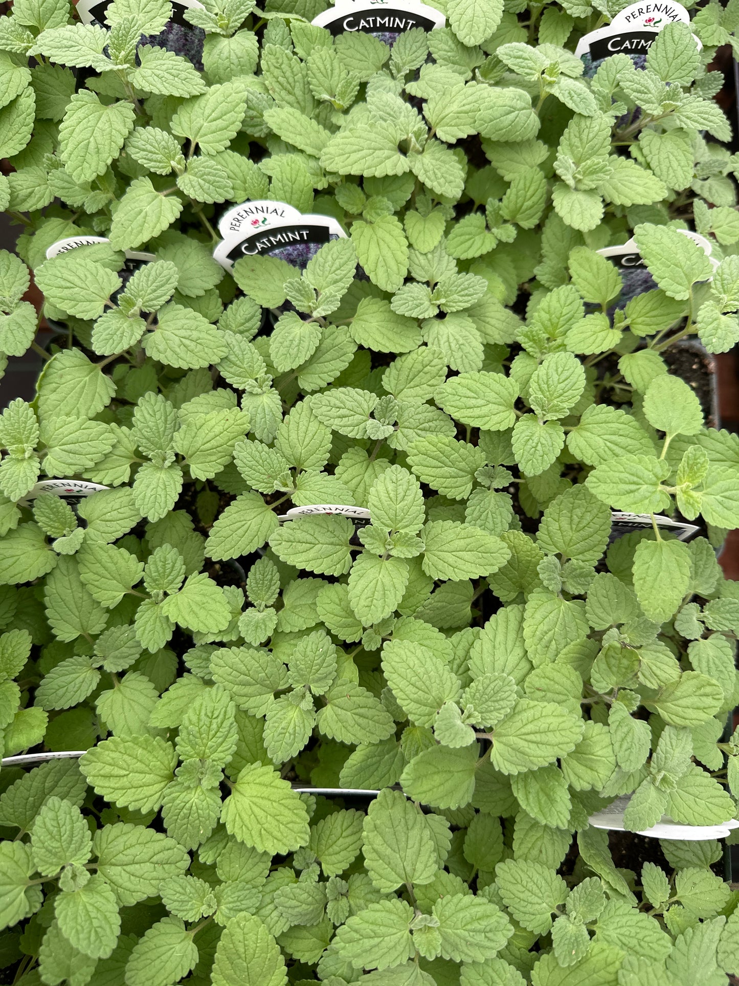 CATMINT - 3.5" Pot