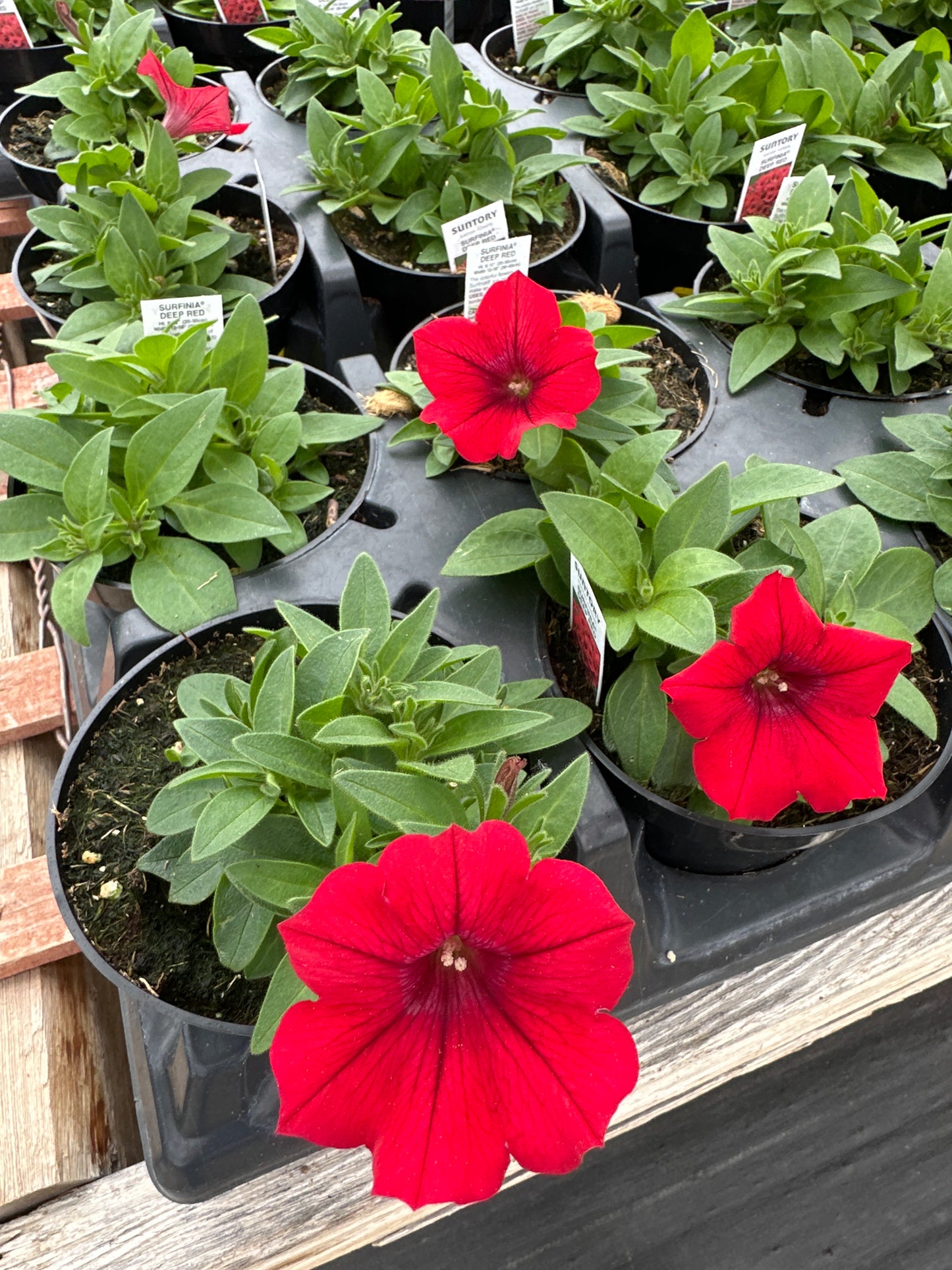 PETUNIA SURFINIAS DEEP RED - 4" POT