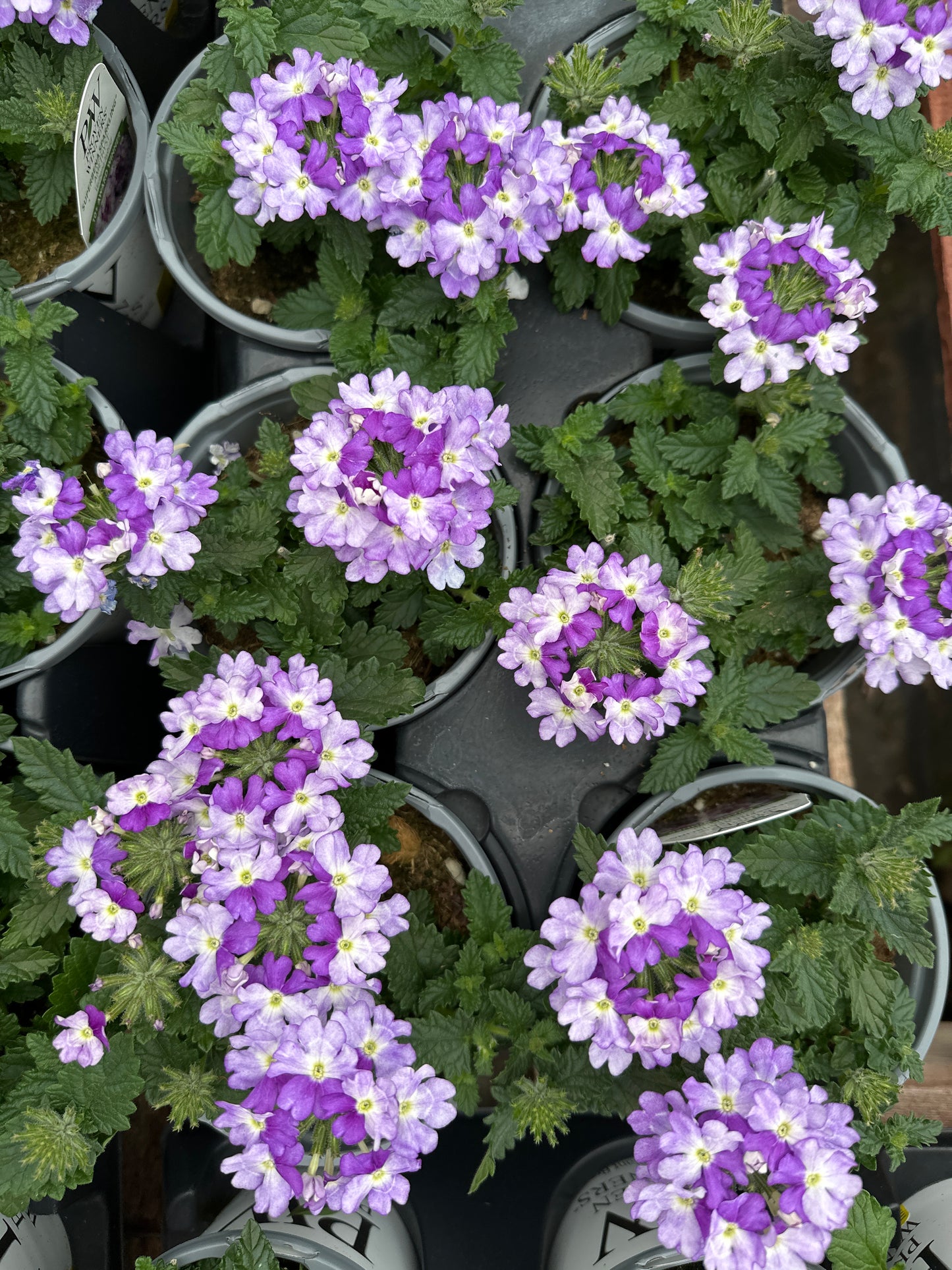 VERBENA SUPERBENA SPARKLING AMETHYST - QUART POT
