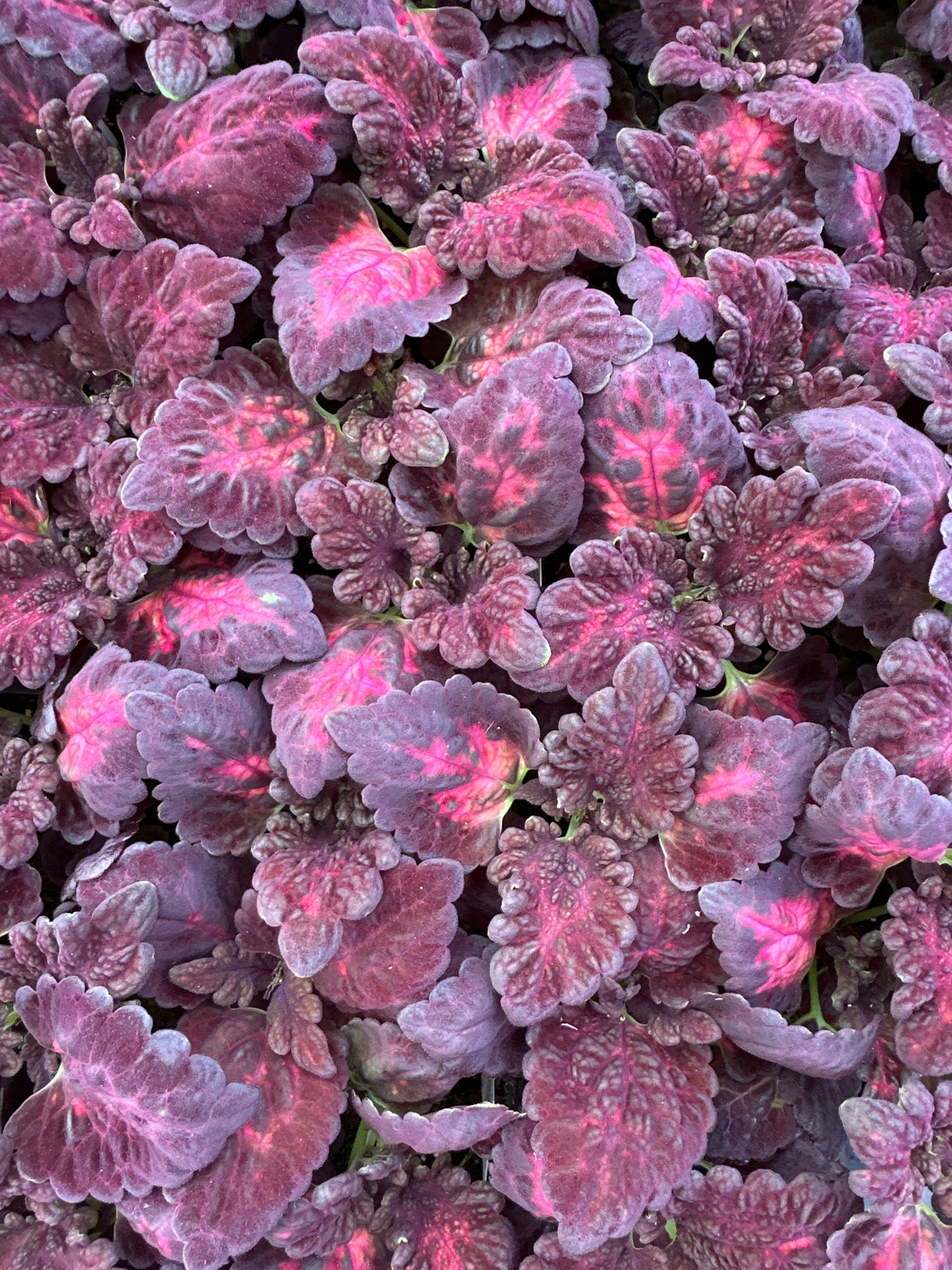 COLEUS BLACK DRAGON - FLAT OF 48 PLANTS