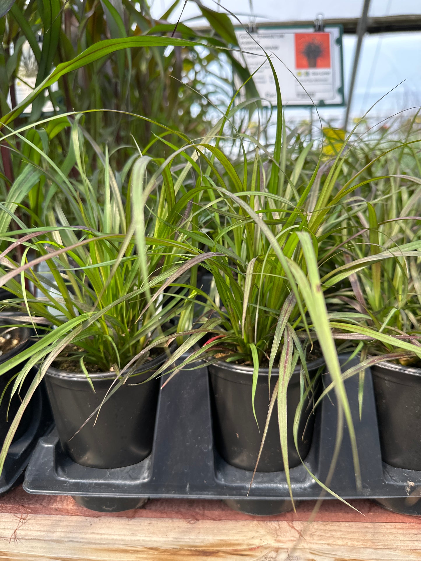 GRASS PENNISETUM RUBRUM FOUNTAIN GRASS - QUART POT