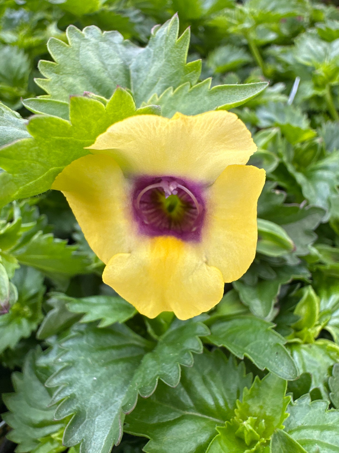 TORENIA MOON YELLOW - 4" POT