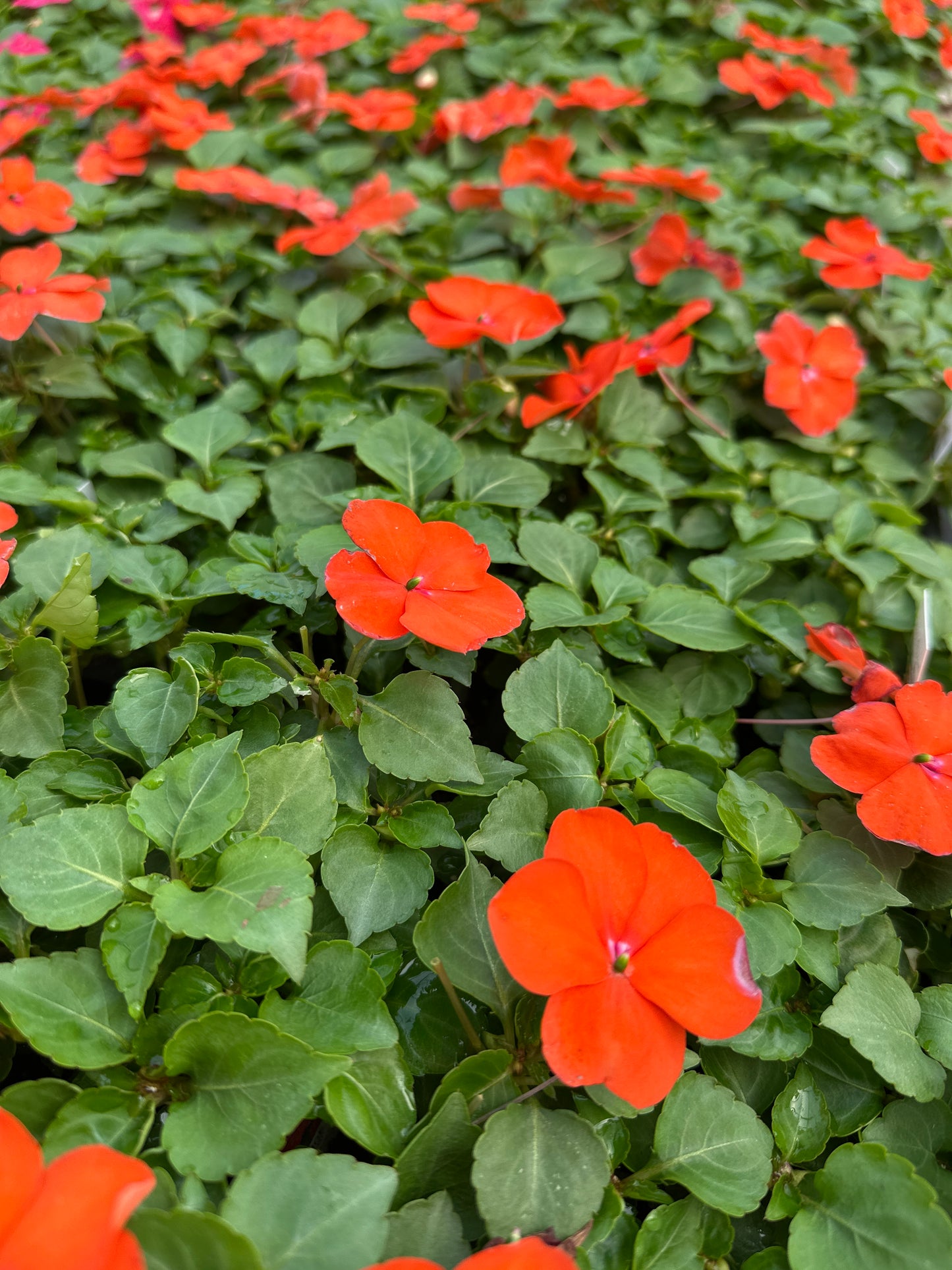 IMPATIENS BEACON ORANGE - FLAT OF 32 PLANTS