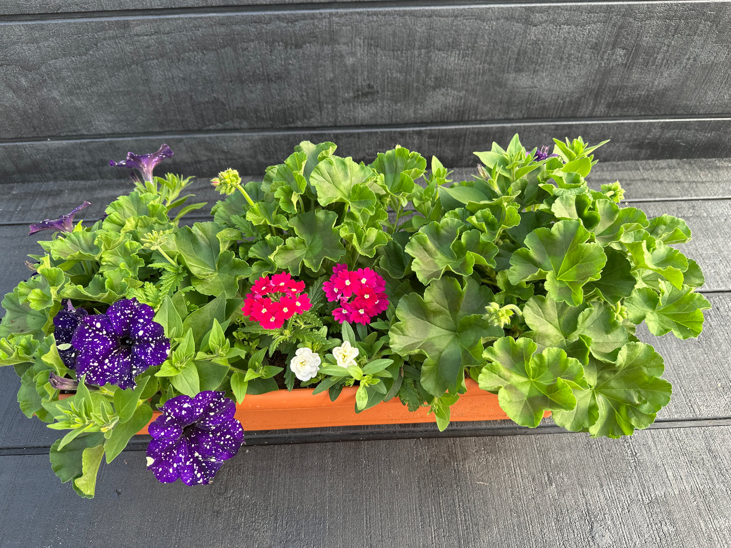COMBO #23 - 24" WINDOW BOX