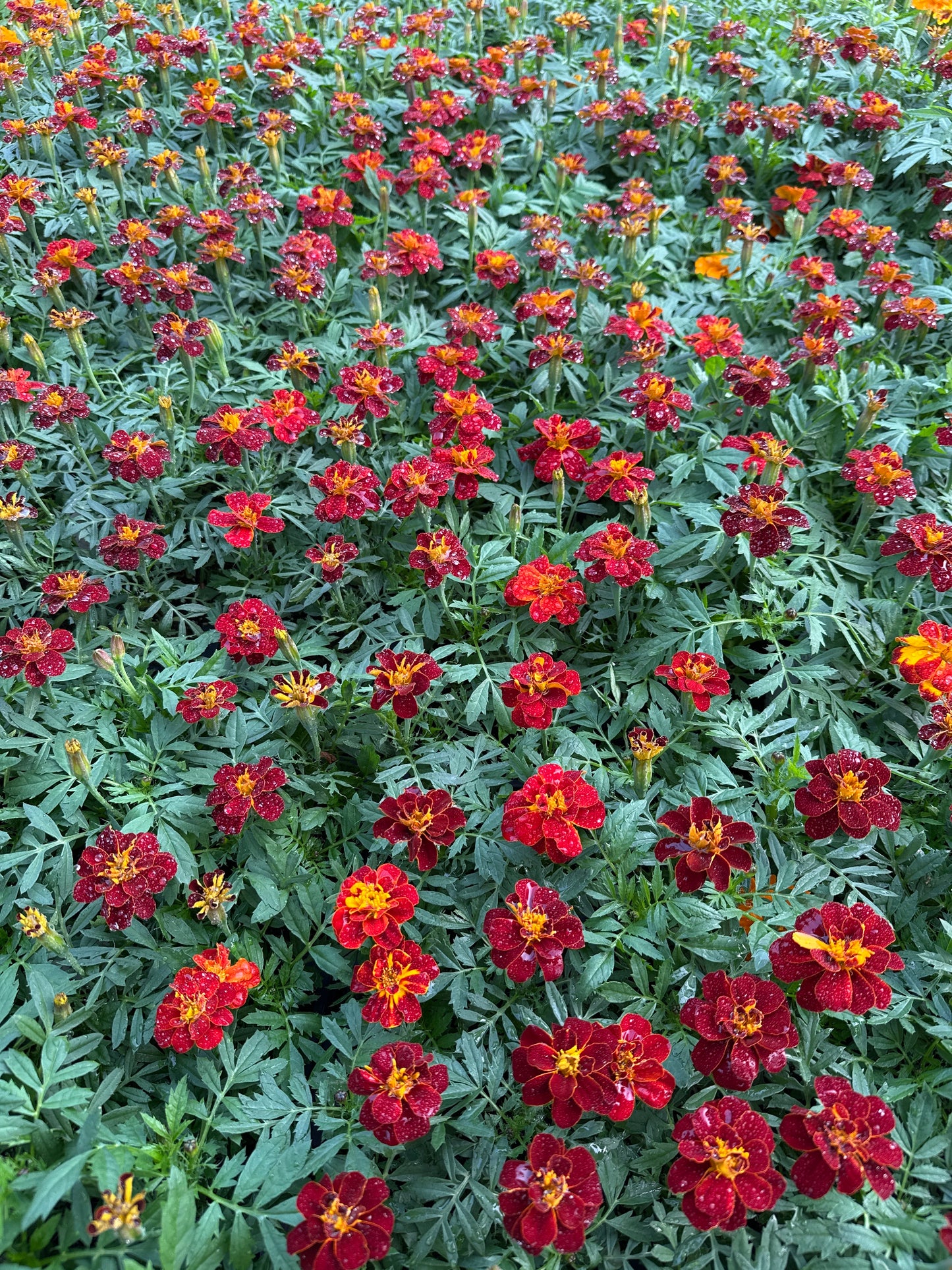 MARIGOLD SAFARI RED - FLAT OF 48 PLANTS