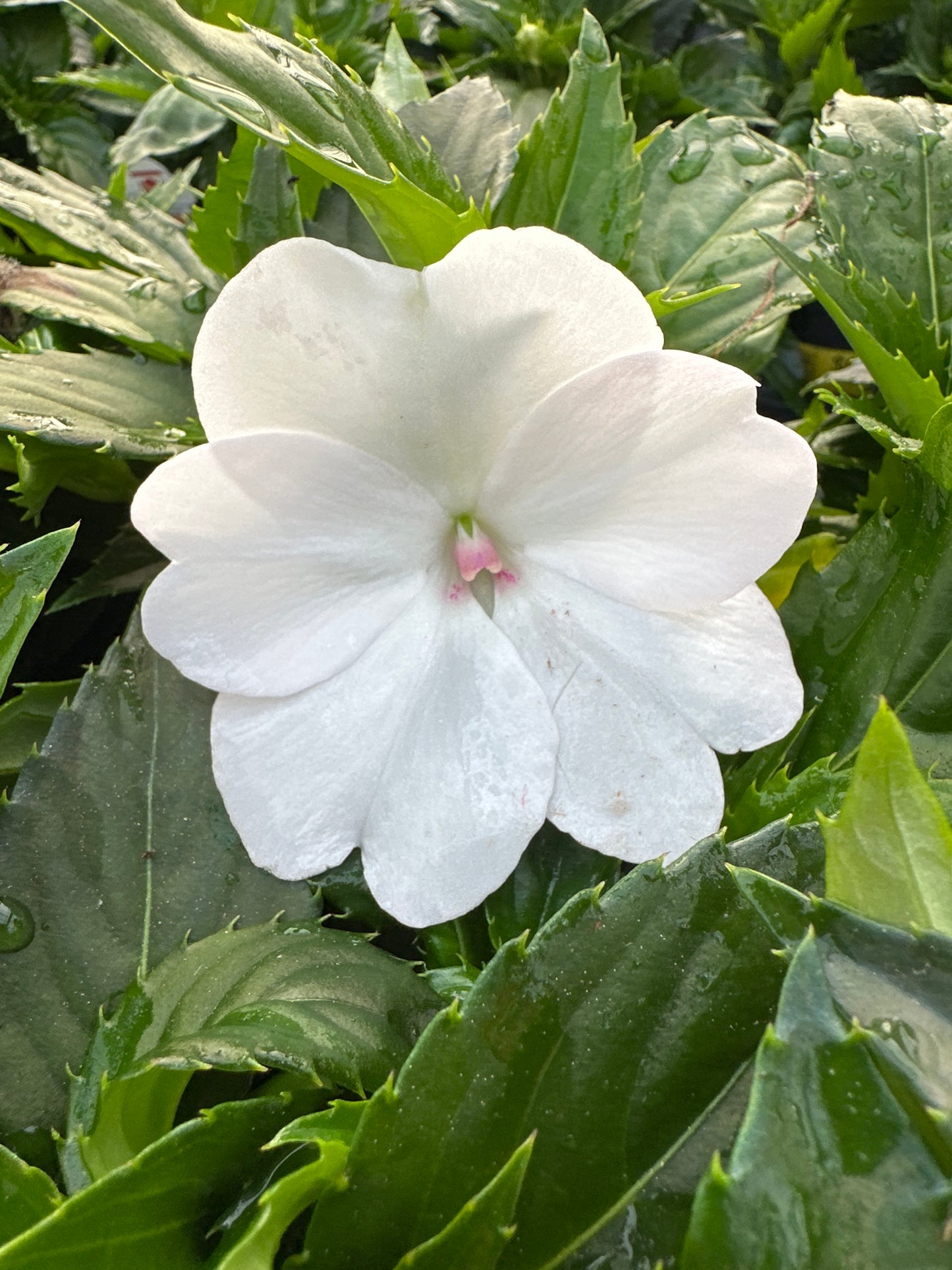 SUNPATIENS COMPACT WHITE - 4" POT