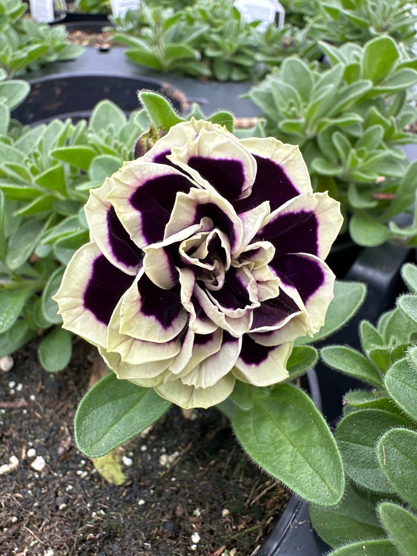 PETUNIA MIDNIGHT GOLD - 4" POT
