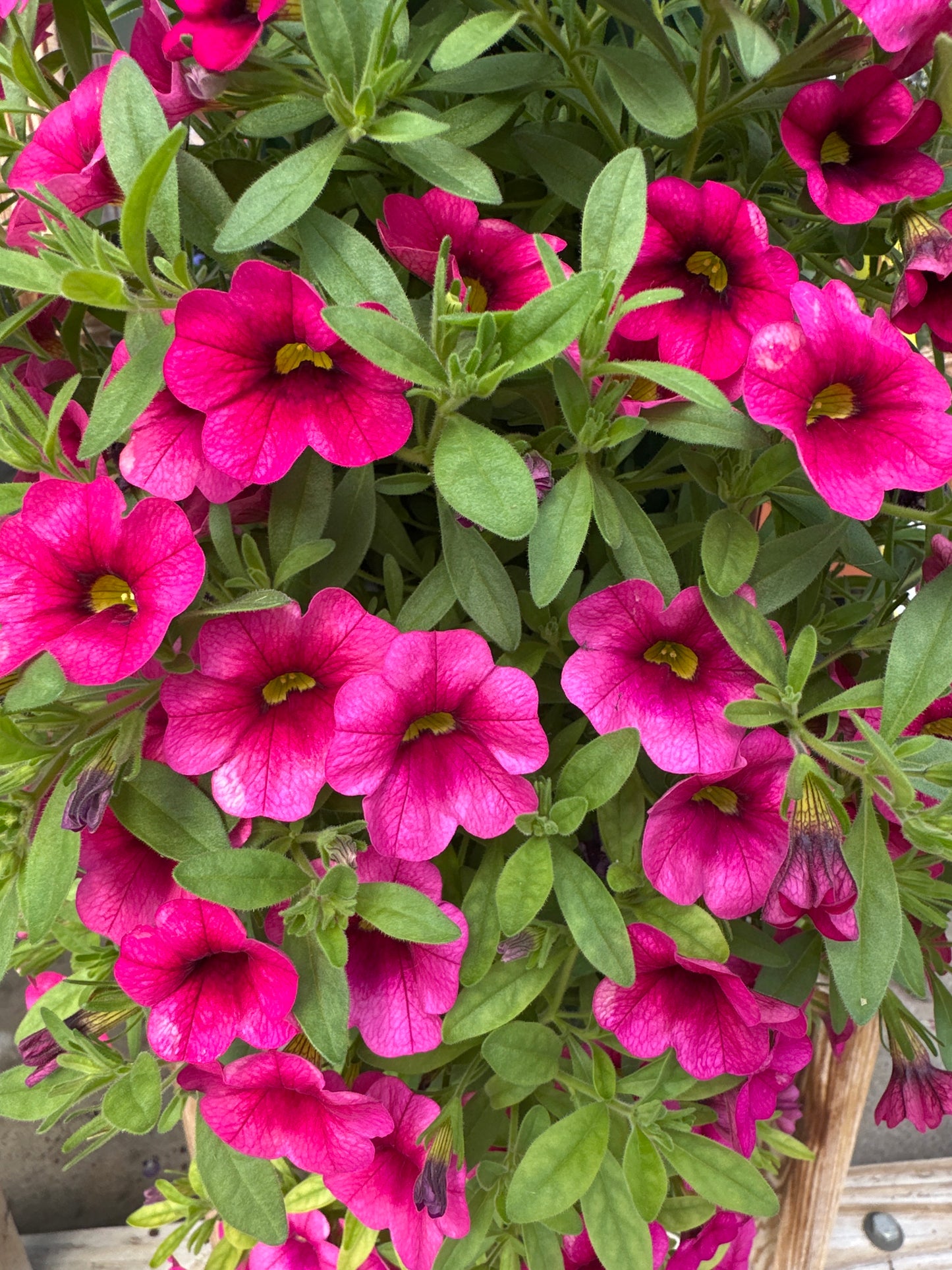 CALIBRACHOA CABARET HOT PINK - FLOWER BAG