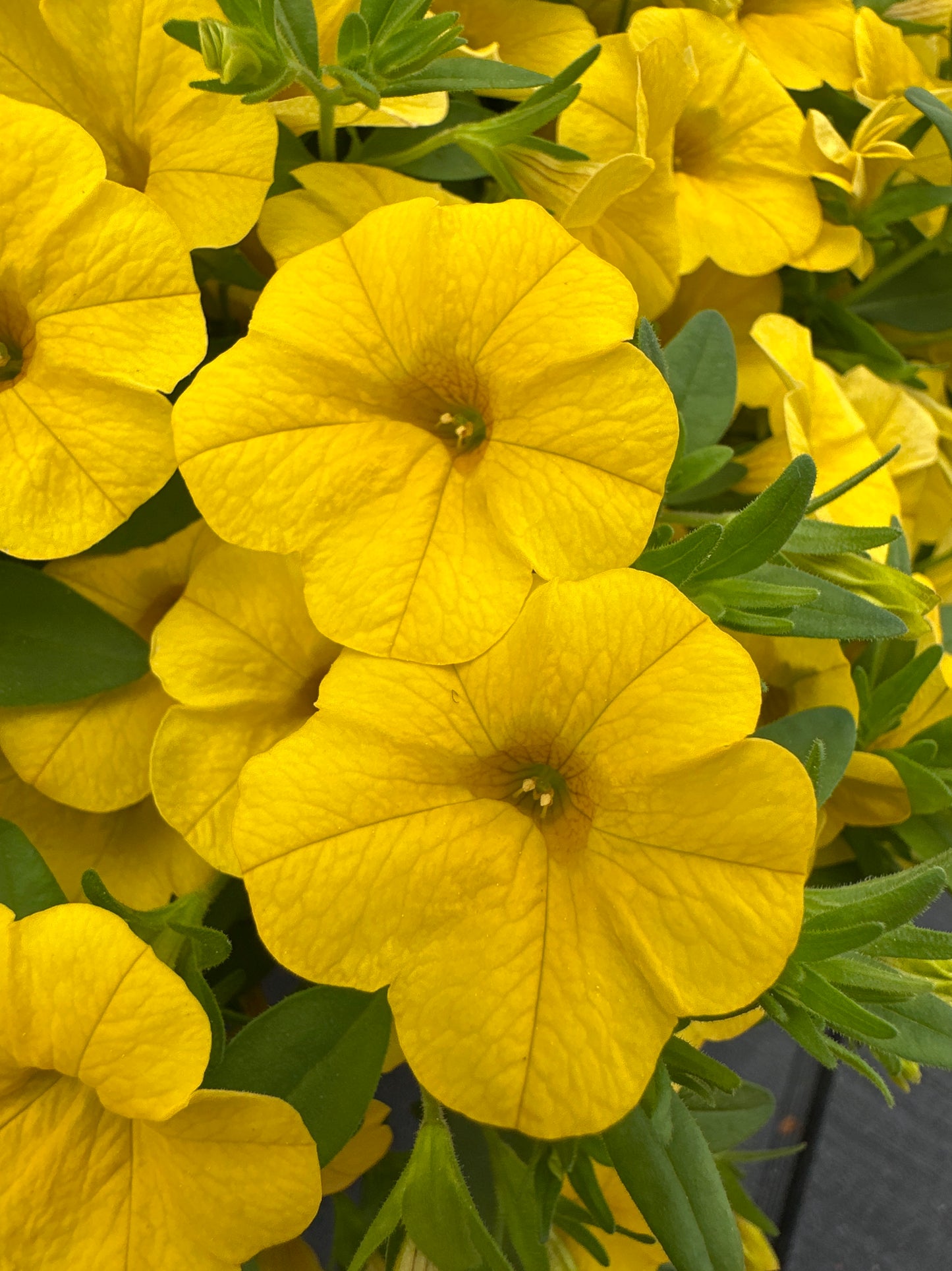 CALIBRACHOA CABARET DEEP YELLOW - 10'' HANGING BASKET