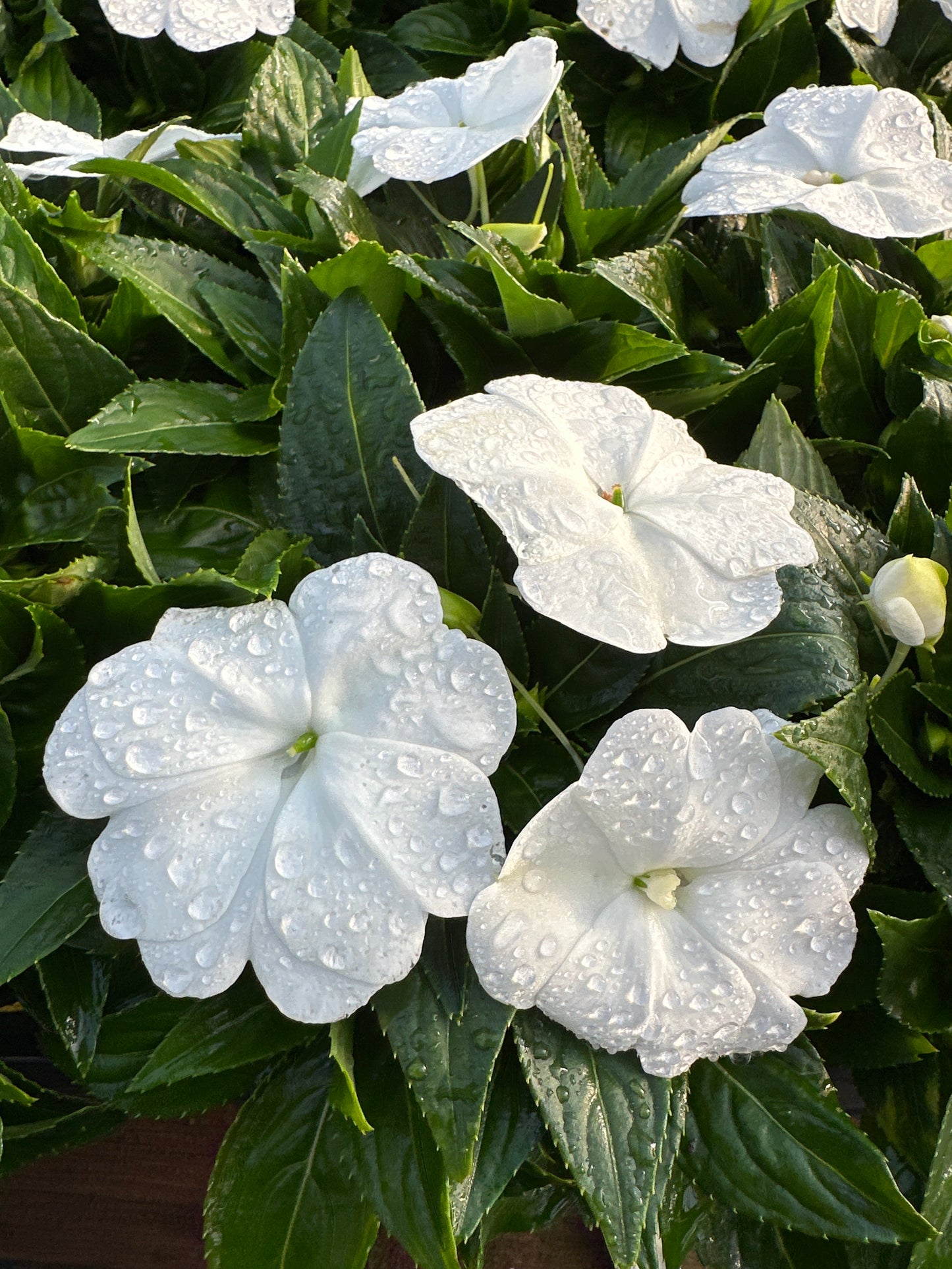 IMPATIENS SONIC WHITE - 4" POT