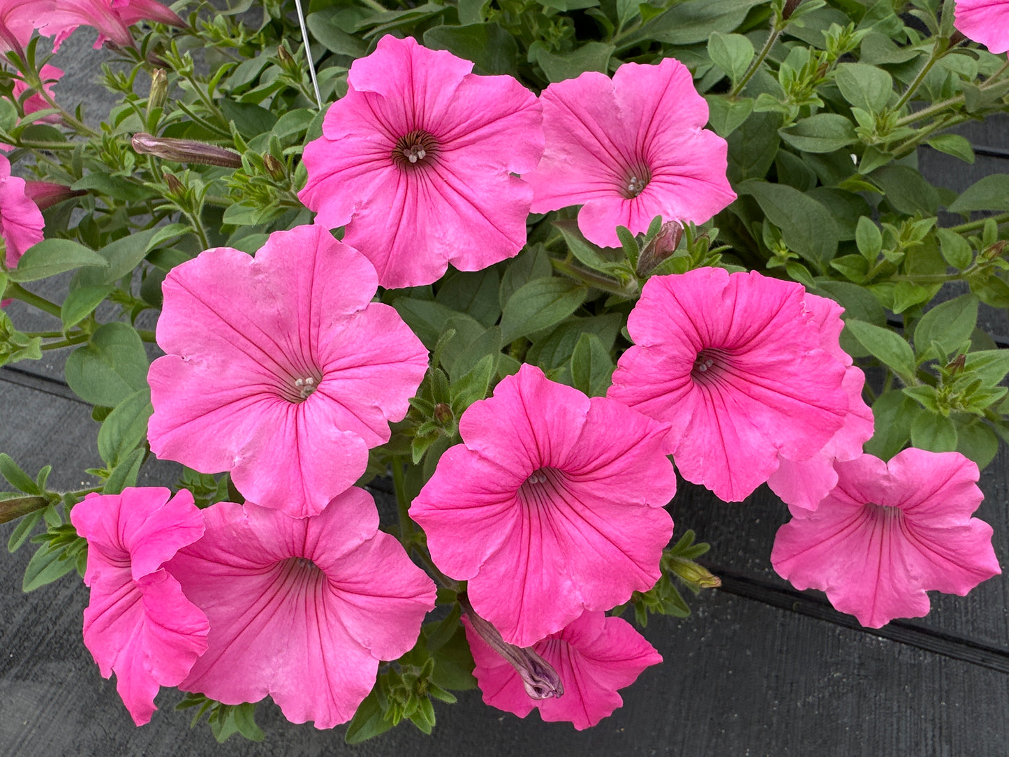 PETUNIA SUPERTUNIA BUBBLE GUM - 10" HANGING BASKET