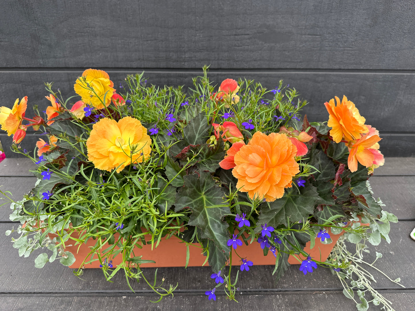 COMBO #16 - 24'' WINDOW BOX